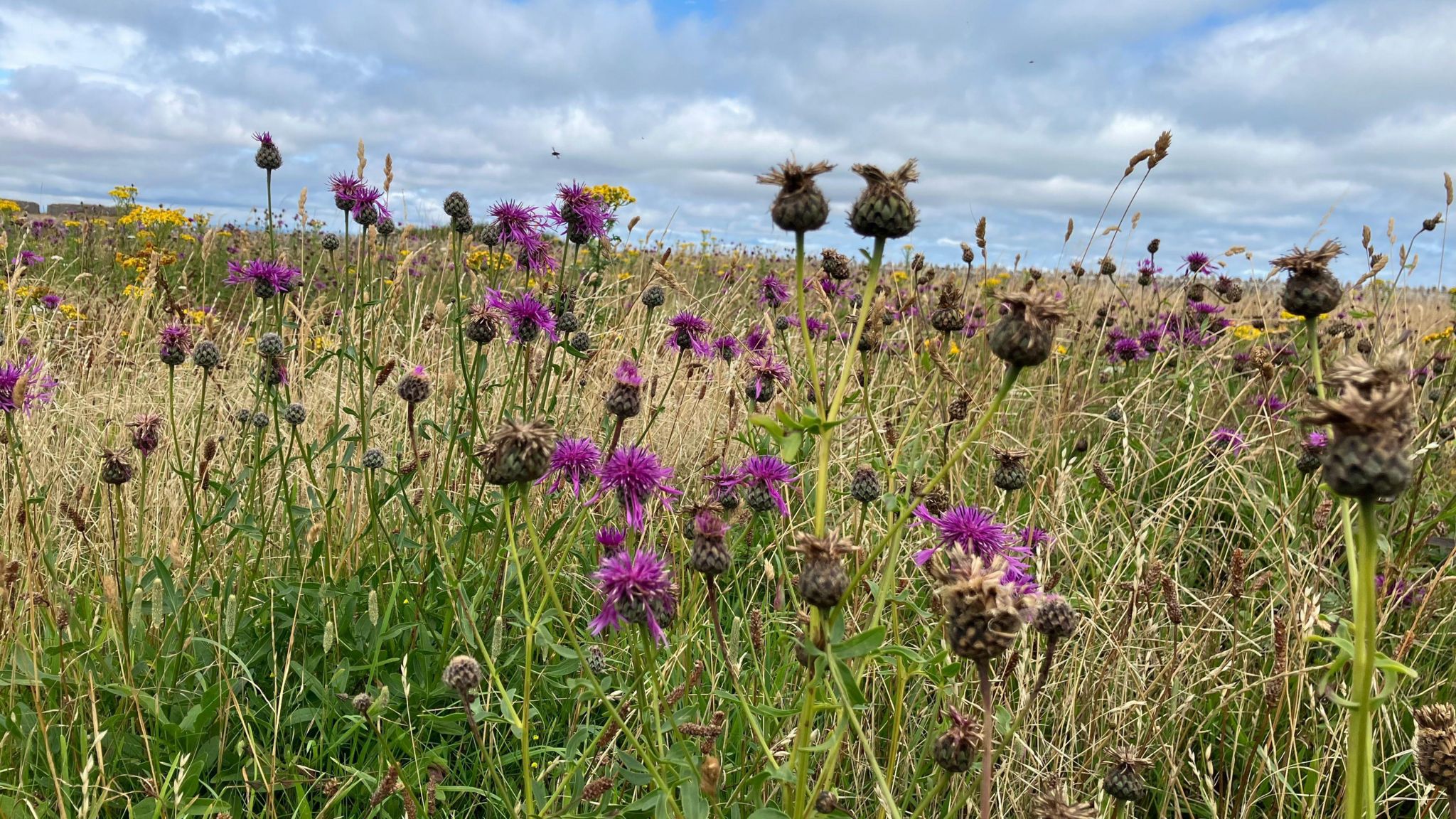 Berry Head-Sharkham Point National Nature Reserve, with some purple flowers