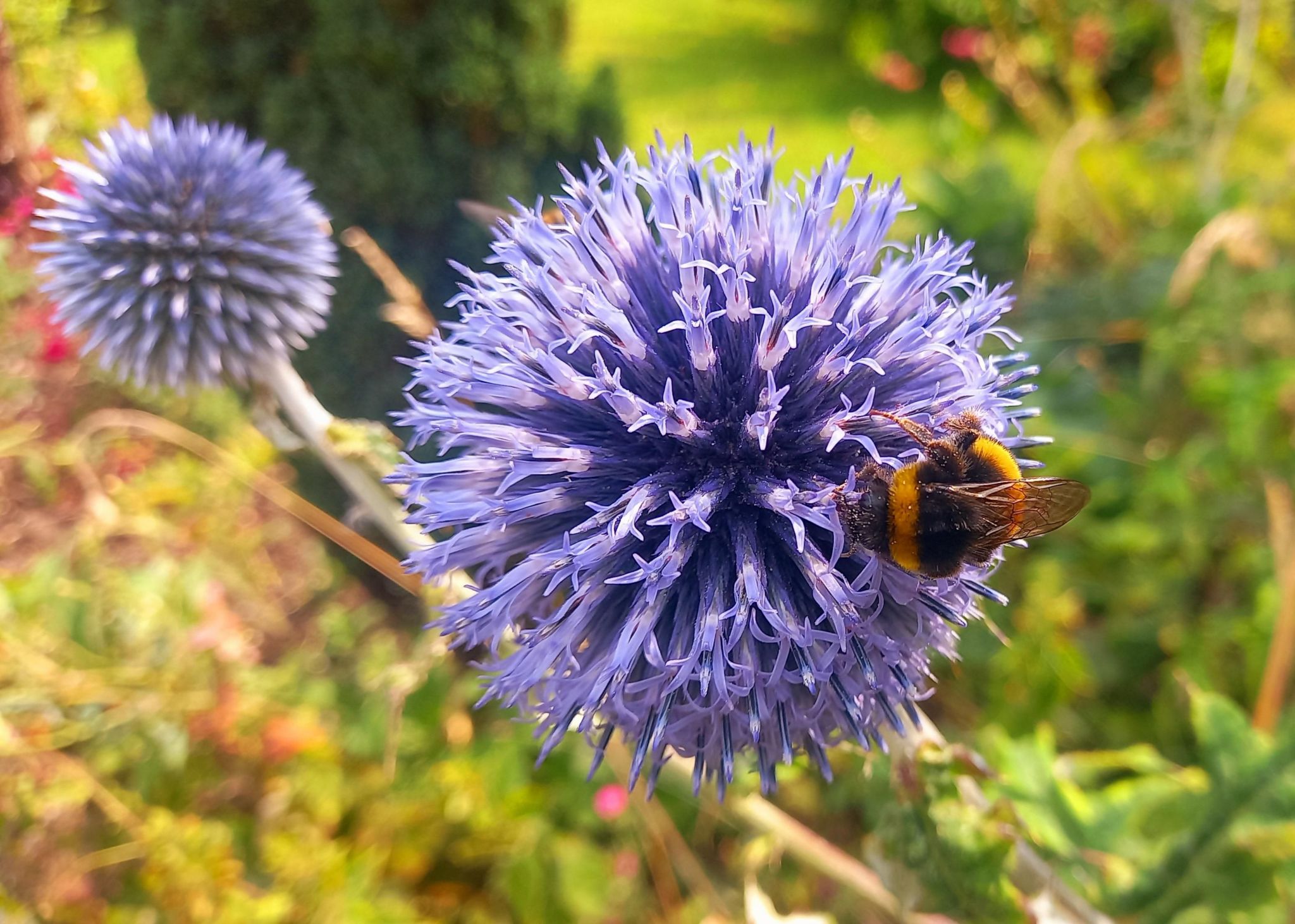 A bee on a purple flower against a blurred background of a garden