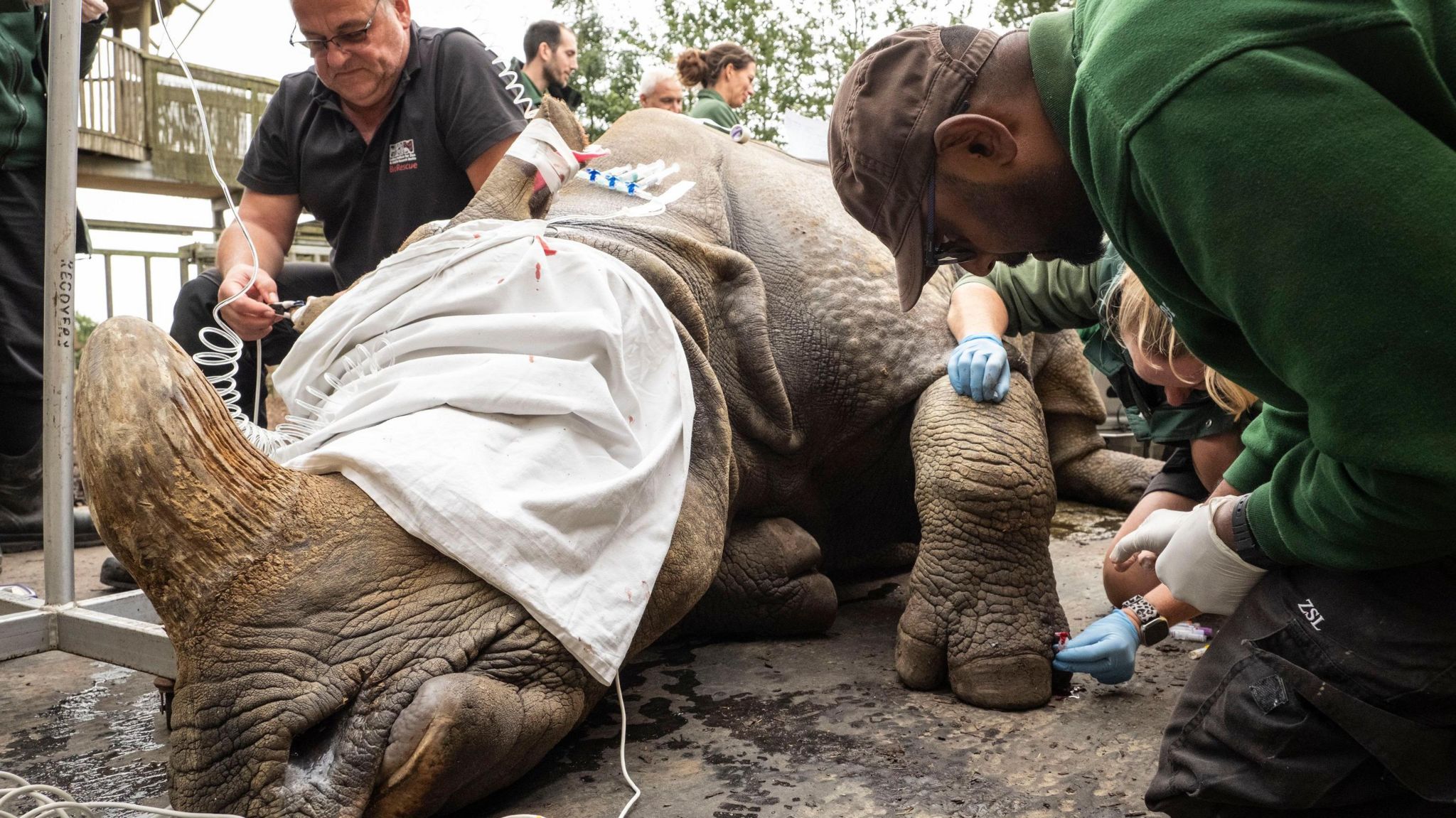 A rhino called Behan sleeps, with a large blindfold over its face as staff surround it to provide treatment.