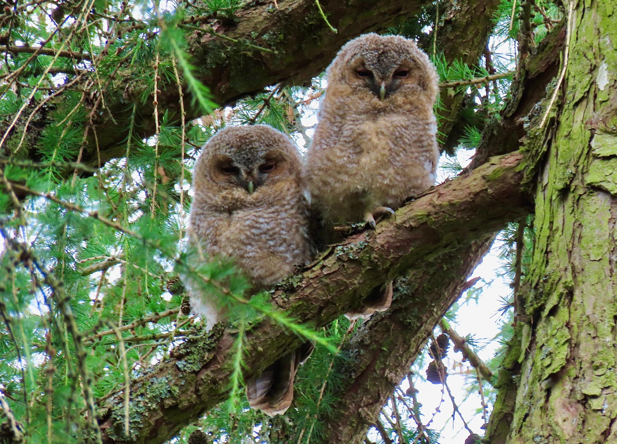 Kinver owls