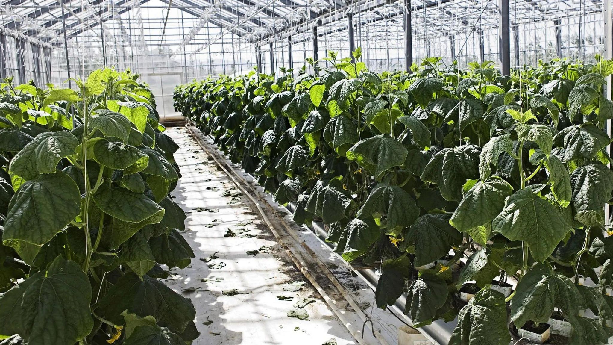 Cucumber farm in Borgarfjörðu.