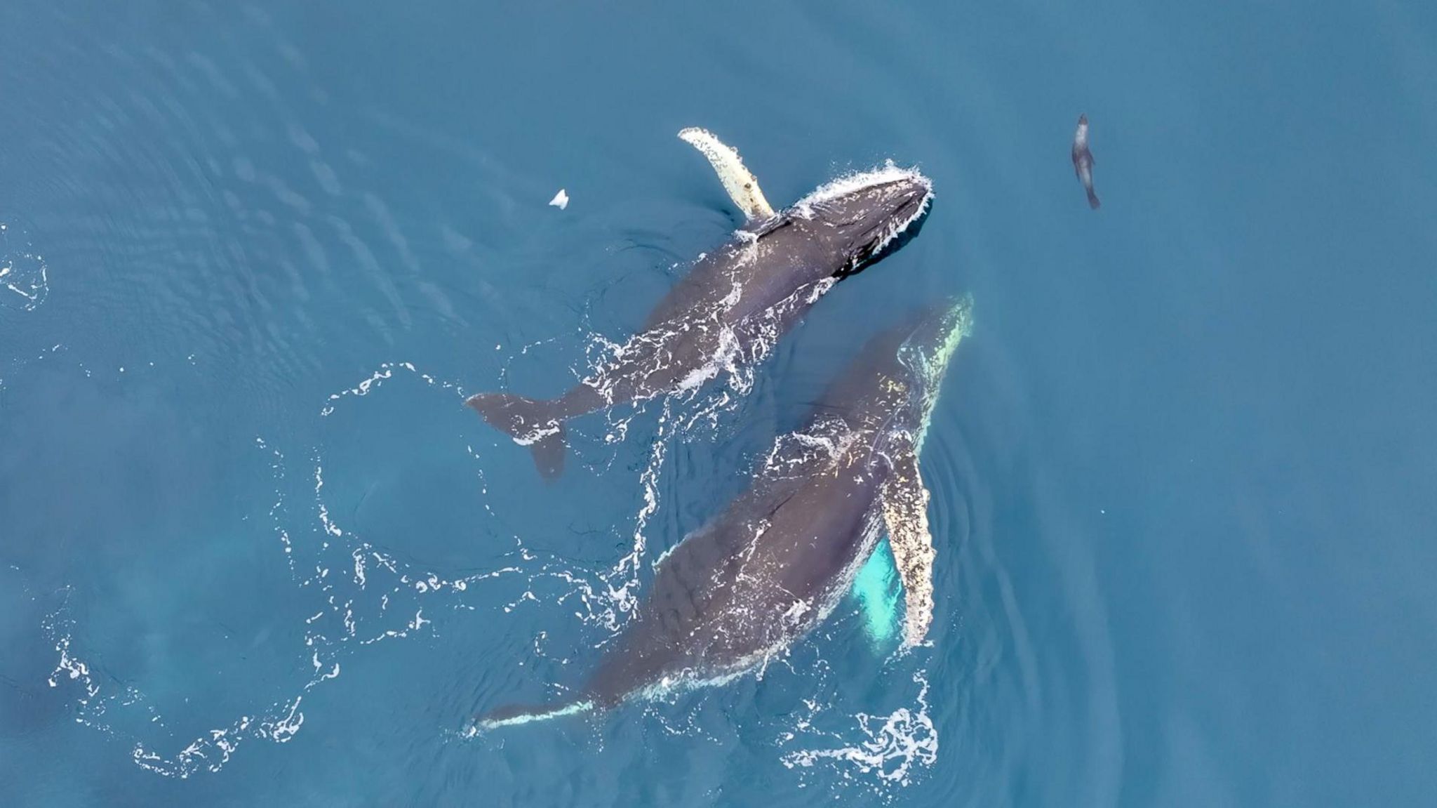 Two humpback whales, photographed from a drone, playfully interacting with a seal 