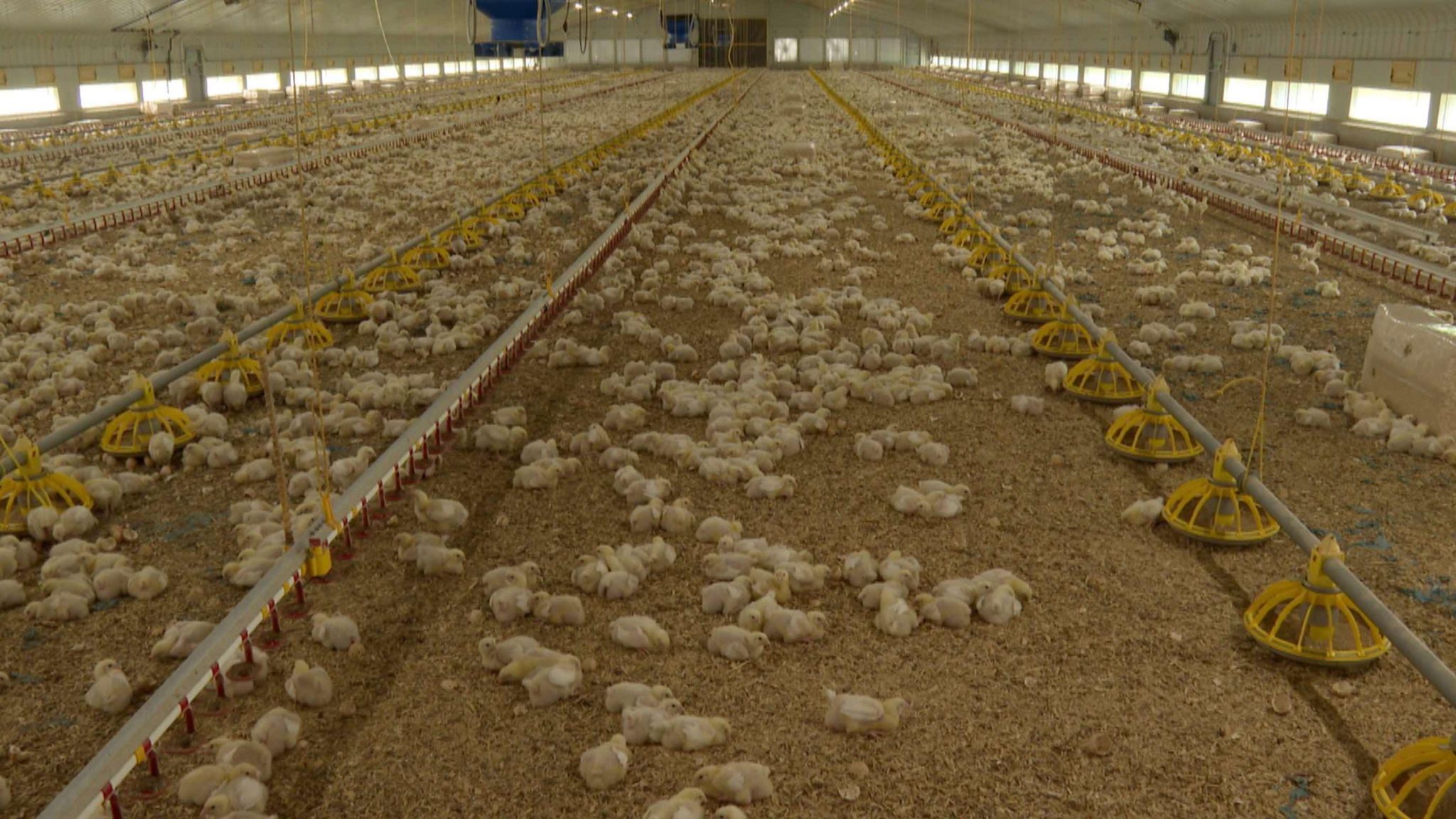 Cranswick chicken shed with 43,000 chickens in it.
