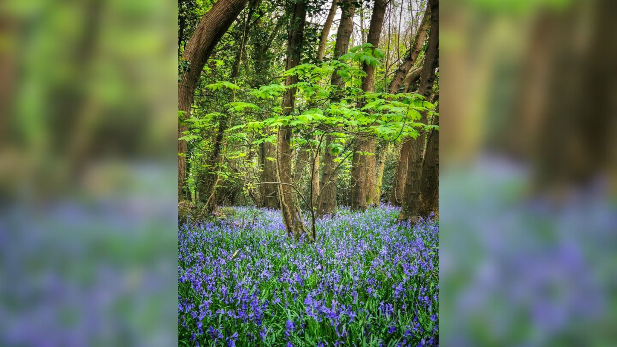 A carpet of bluebells in Angmering woodland