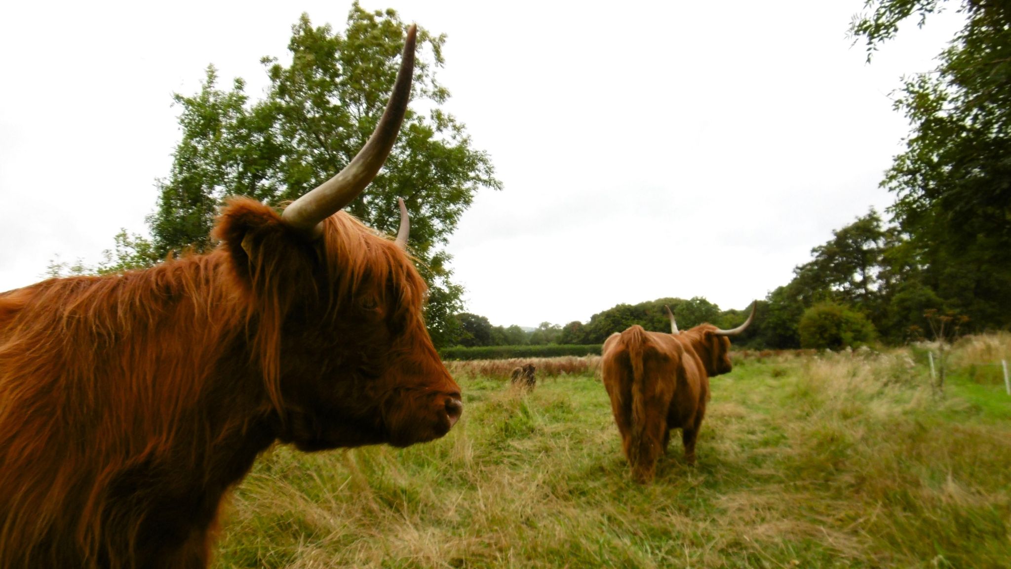 Two Highlands with brown coats and long horns. One is close to the camera and has turned to look at it; the other is more distant and walking away.