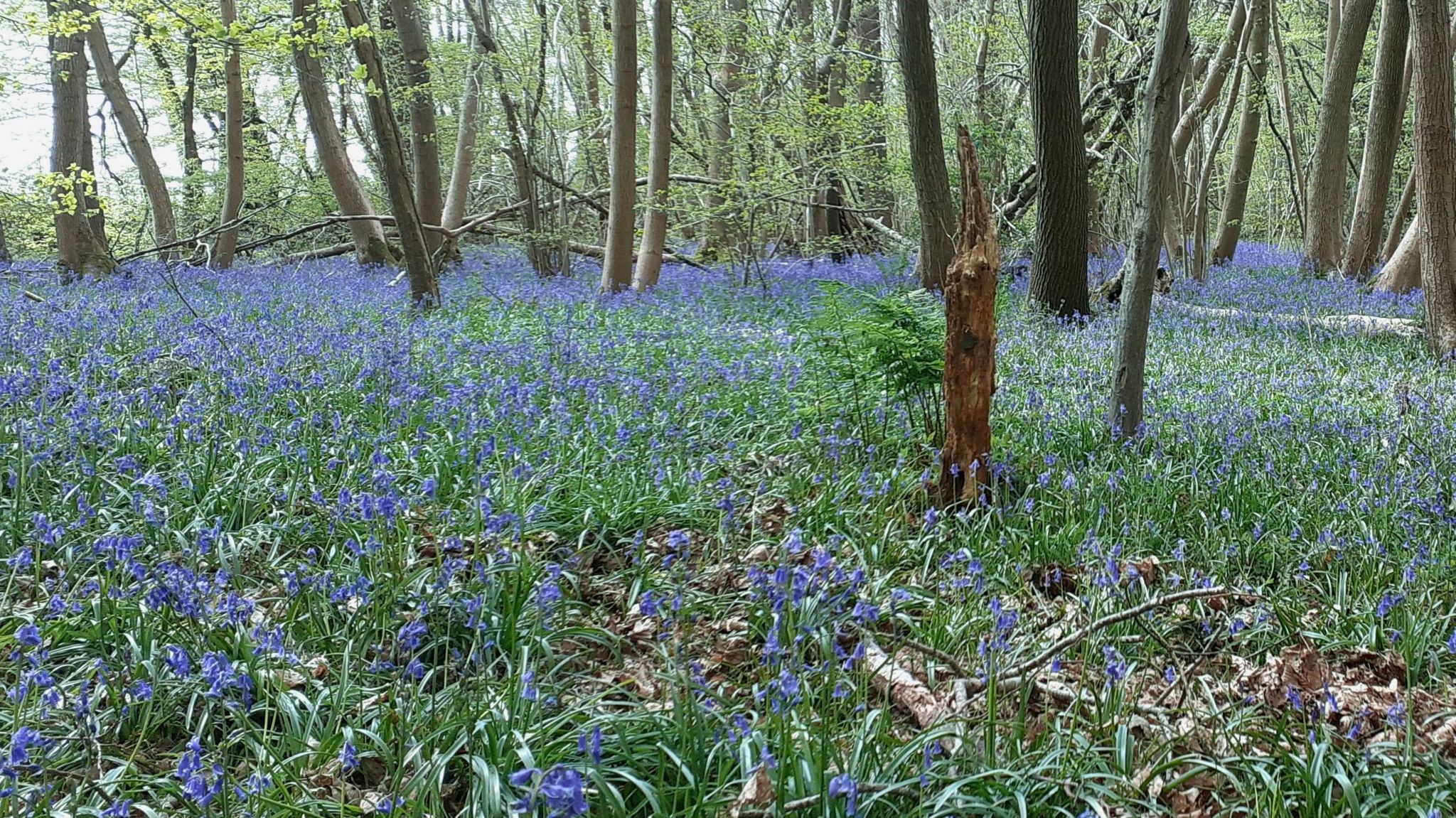 Bluebells at Covert Wood