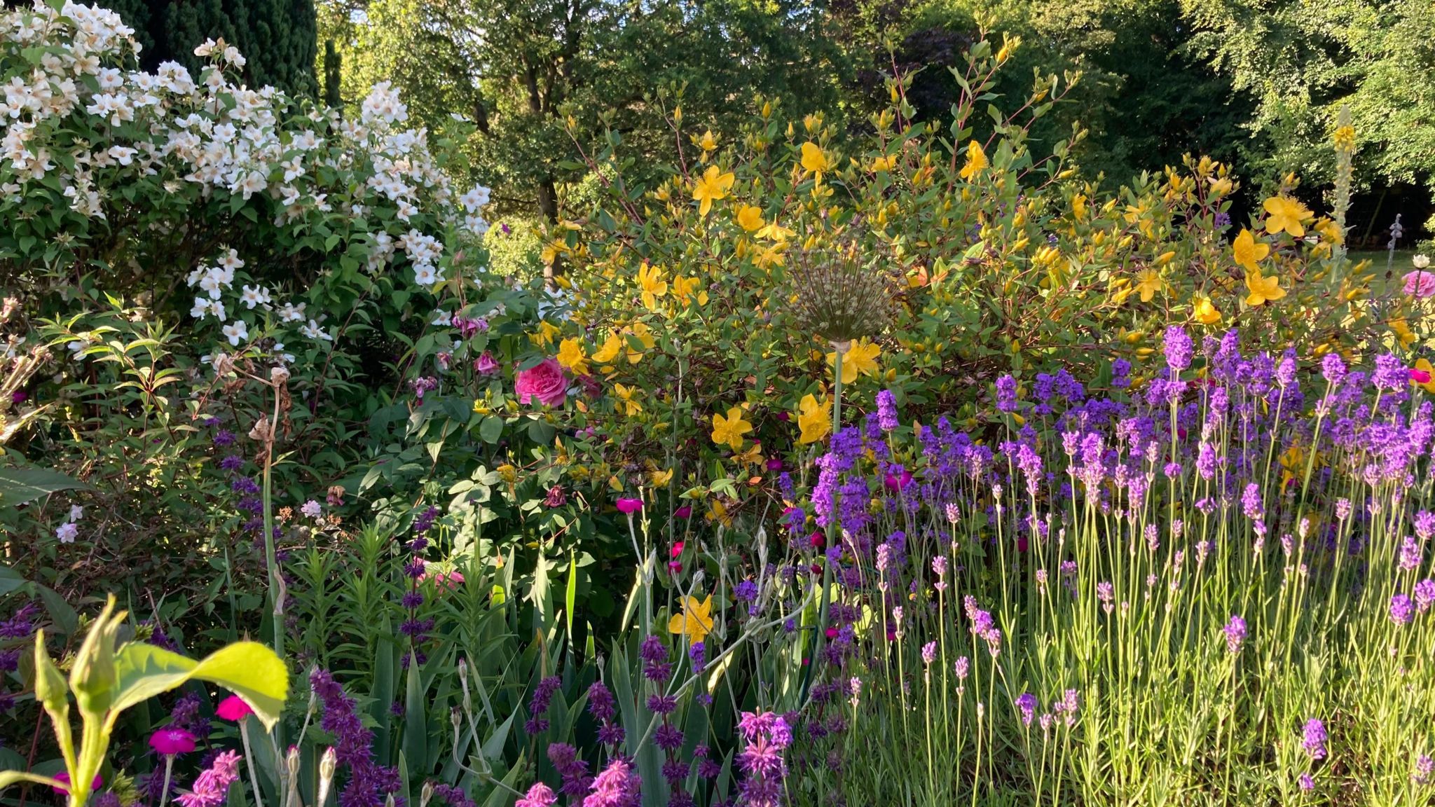 MONDAY - A colourful flower bed in Aldworth. In the foreground there are small purple flowers dappled in sunlight, behind there is a sweep of yellow and white flowers and in the background are the leaves of green trees.