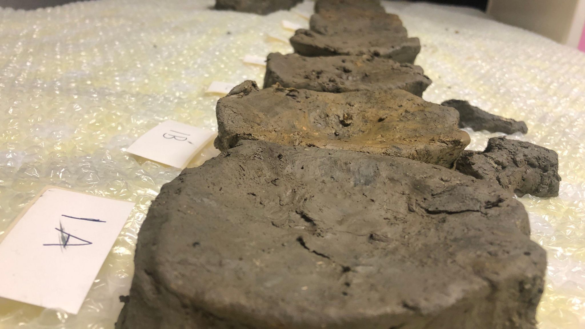 Fossils of a Jurassic Era found near Peterborough 