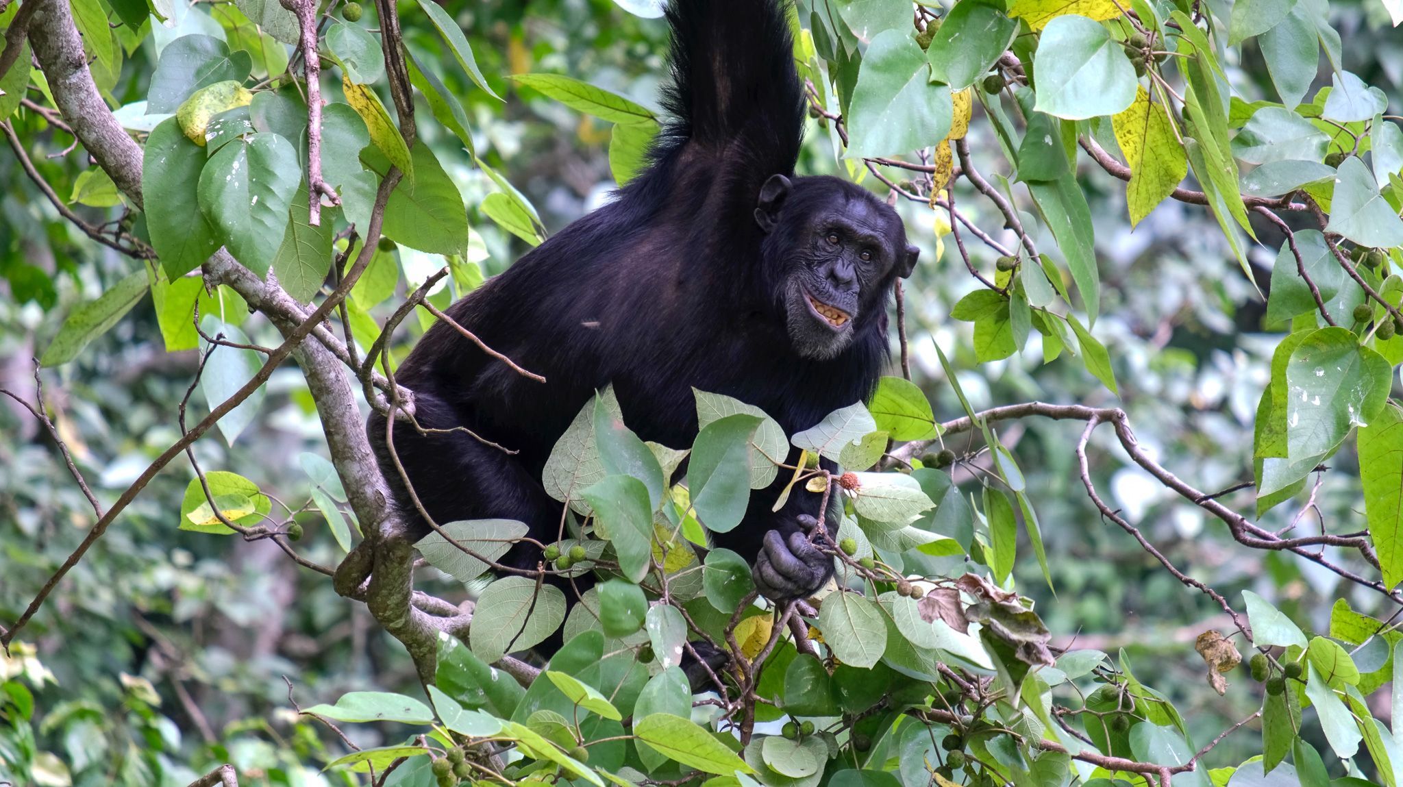 A chimpanzee sits in a tree in the forests of Uganda, eating fruit