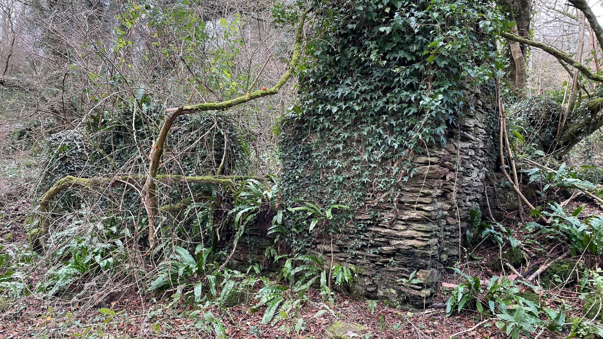 Ruins of an old cottage covered in ivy and trees