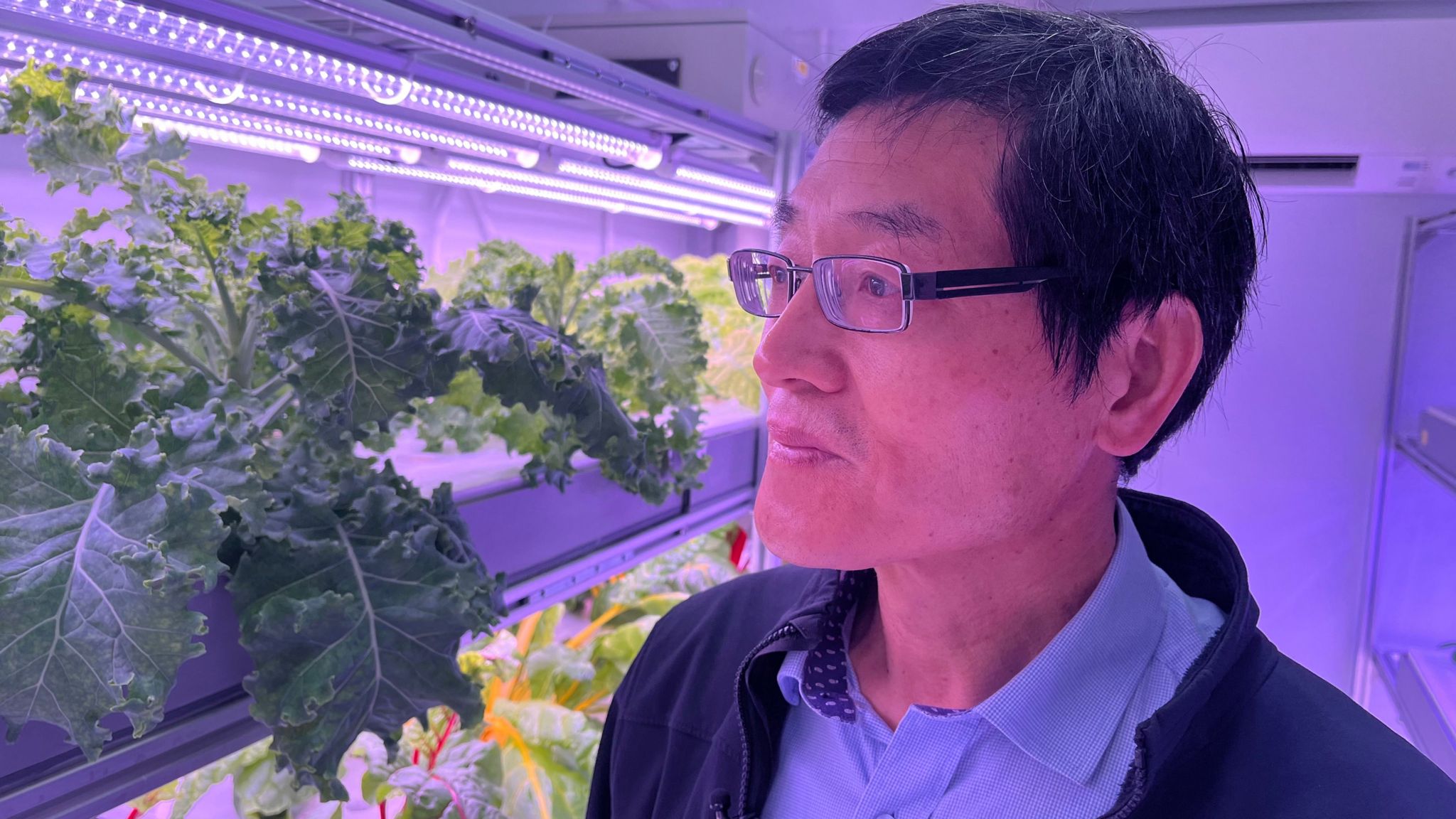 Professor Lu examines crops in a vertical farm