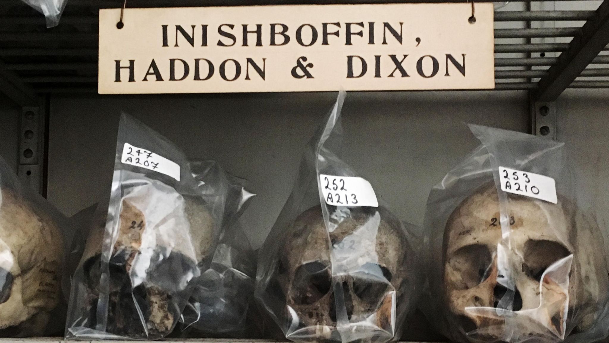 Skulls taken from Inishbofin island 