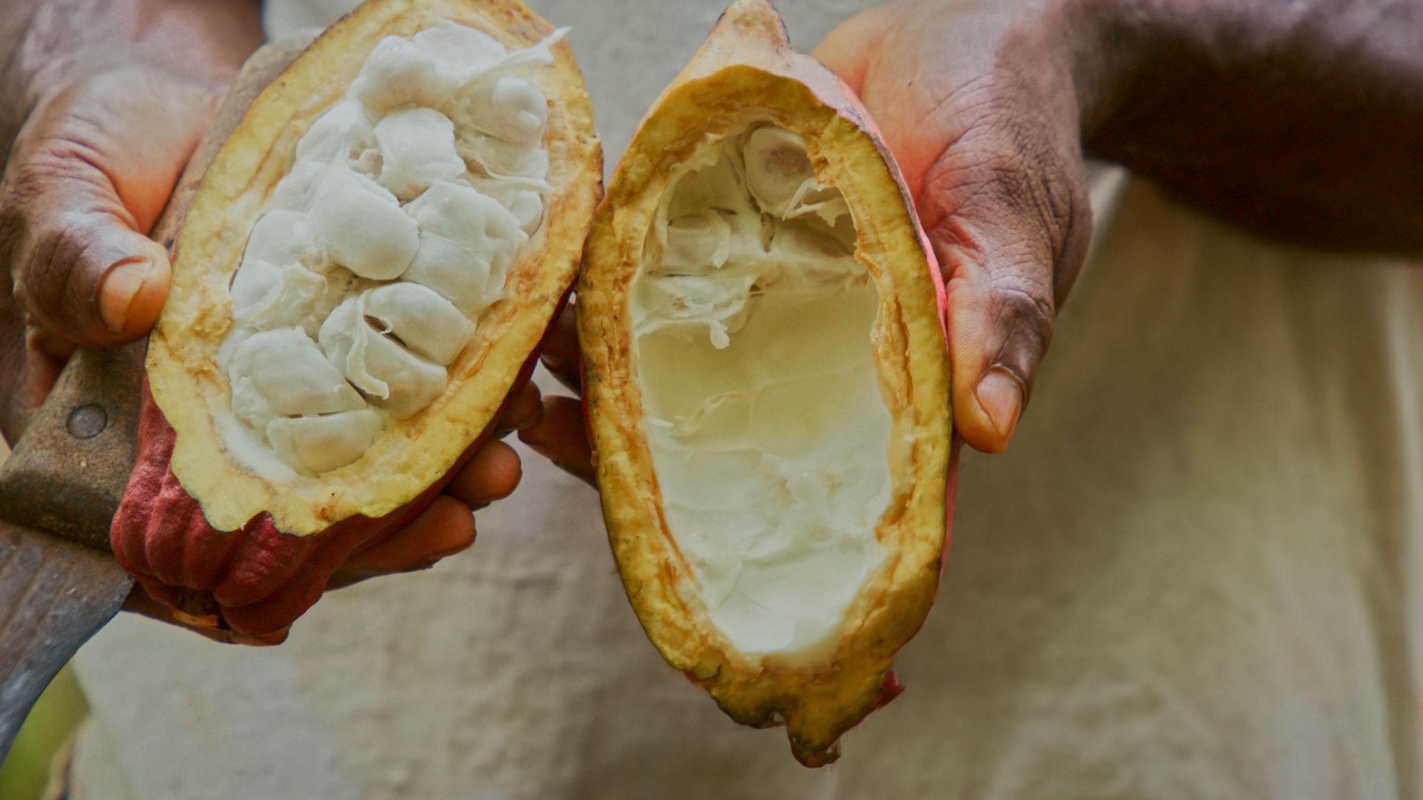 Two halves of a cocoa fruit are held in someone's hands