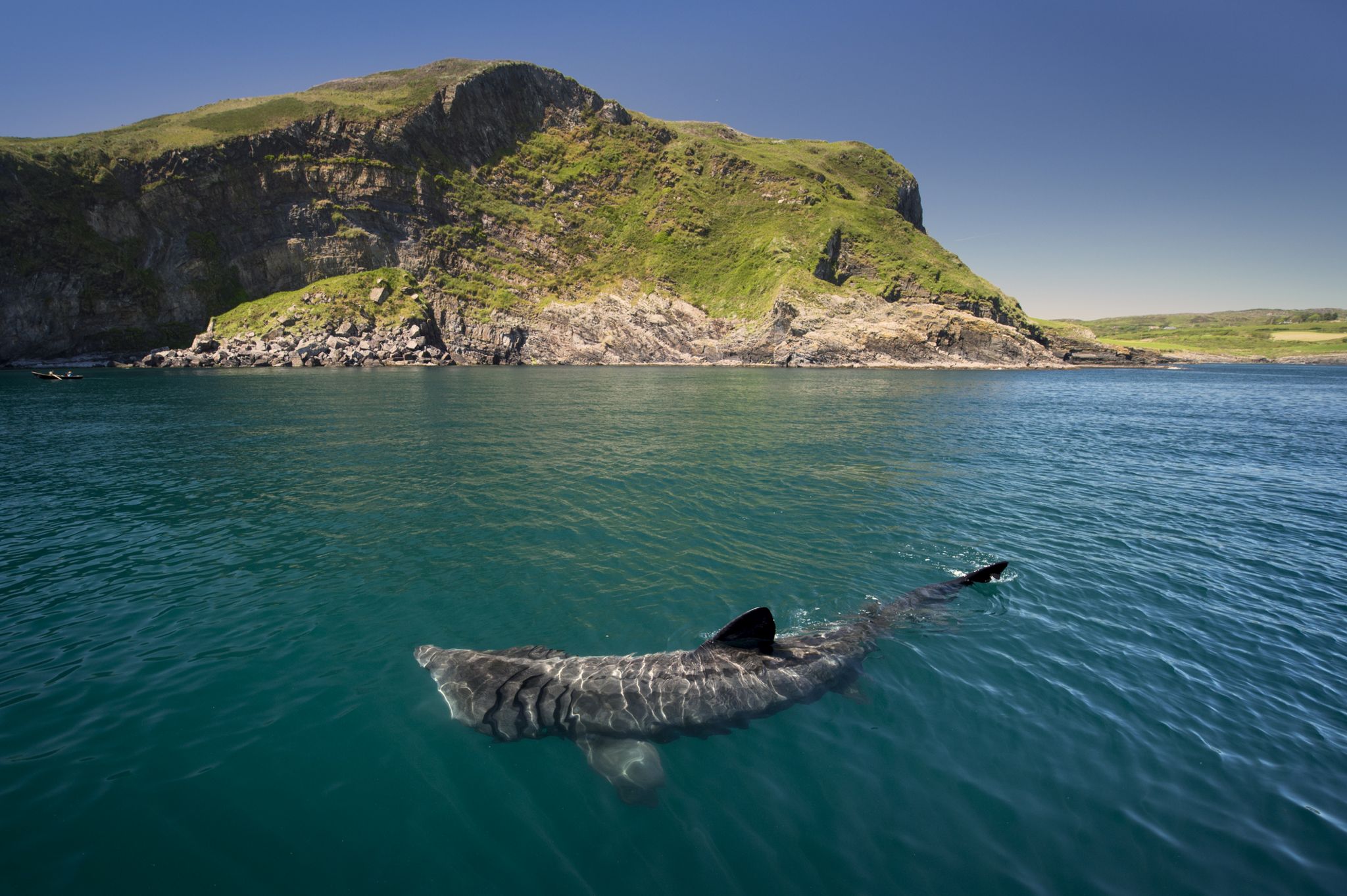 Basking shark (Cetorhinus maximus), Baltimore, Cork, Ireland - stock photo