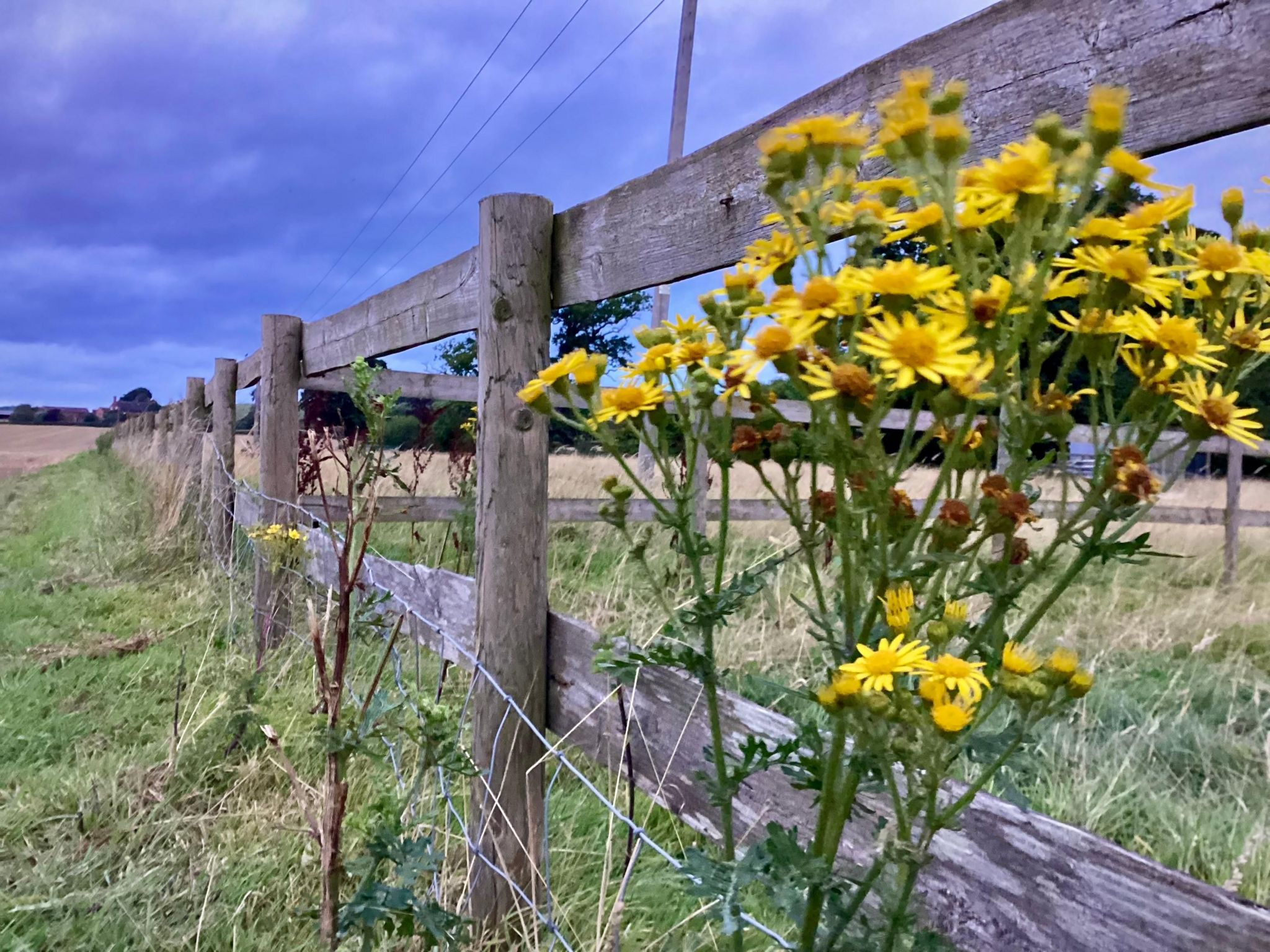 Yellow flowers near to a fence, with blue skies and green grass