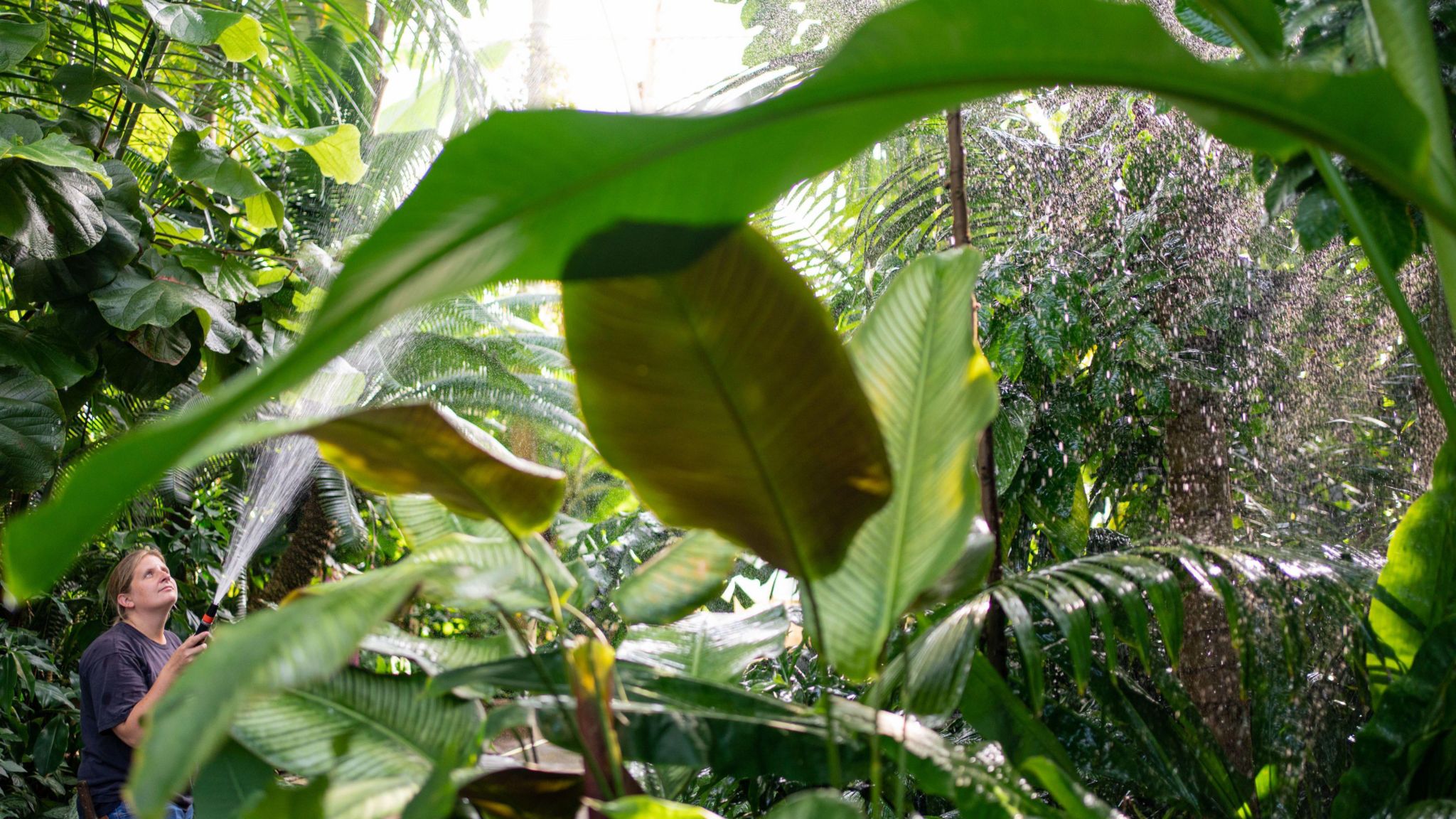 A woman waters plants inside the Palm House at Kew, with large green leaves in the foreground