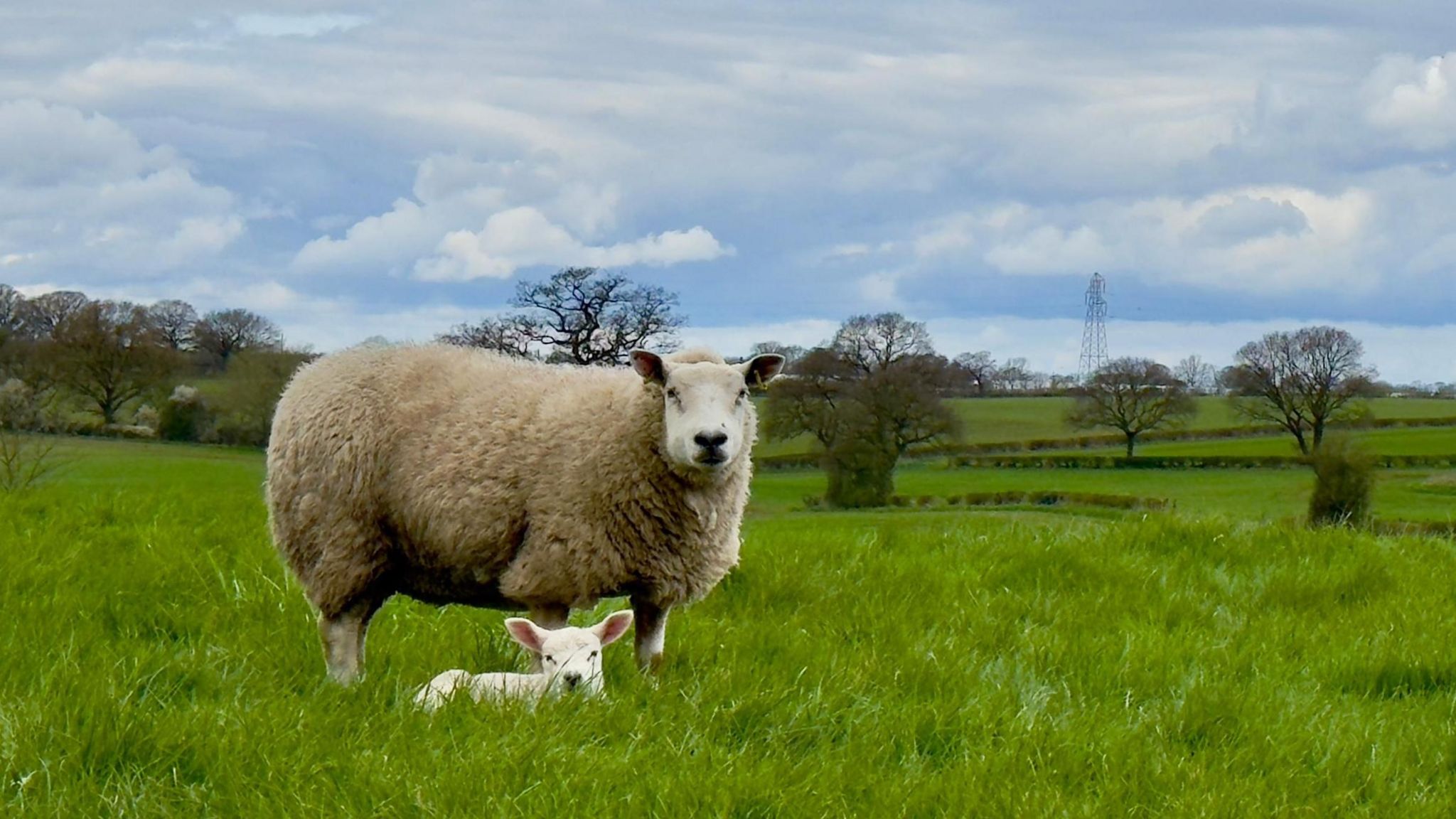 Sheep and lamb