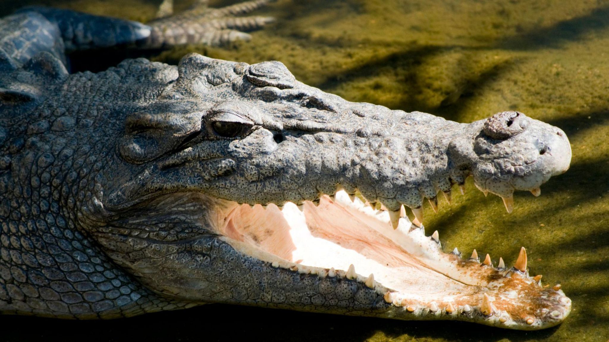 Saltwater crocodile 