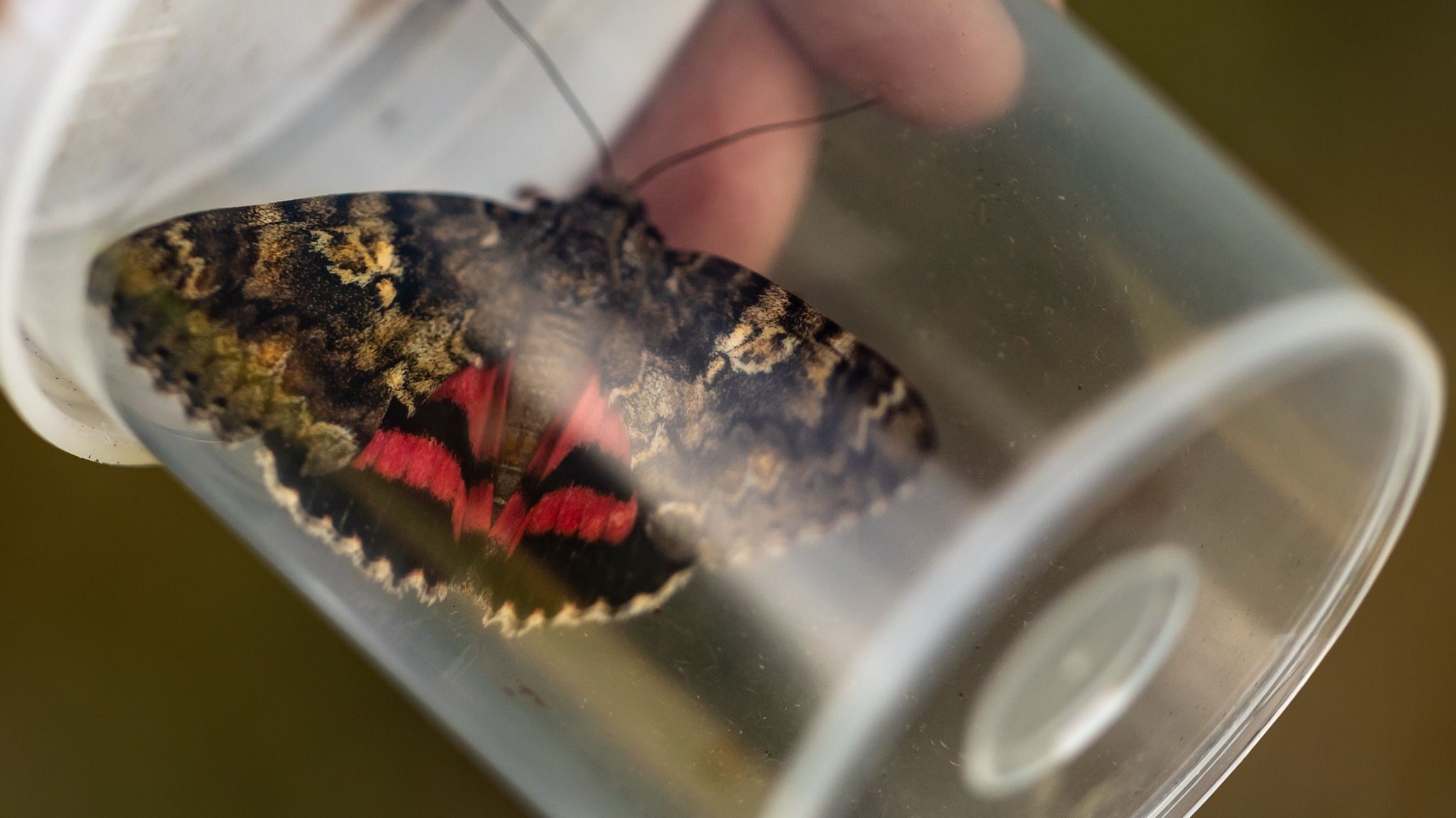 Dark crimson underwing moth in clear container