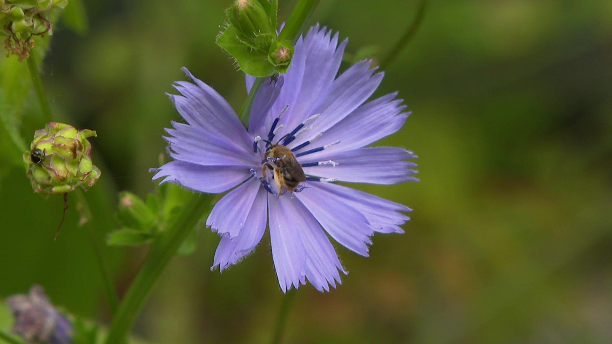 A photo of a bee