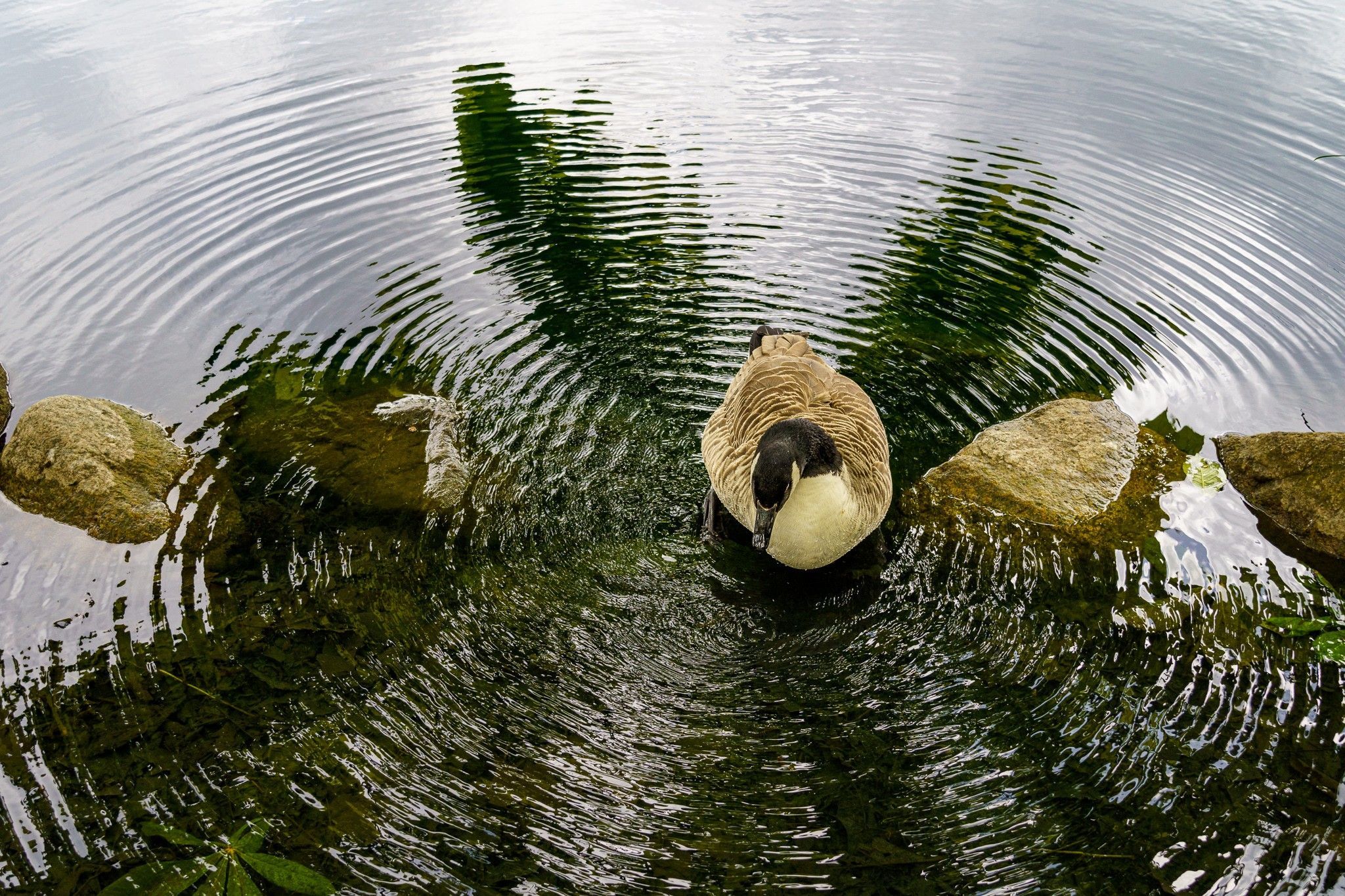 Ripples around ducks on a pond