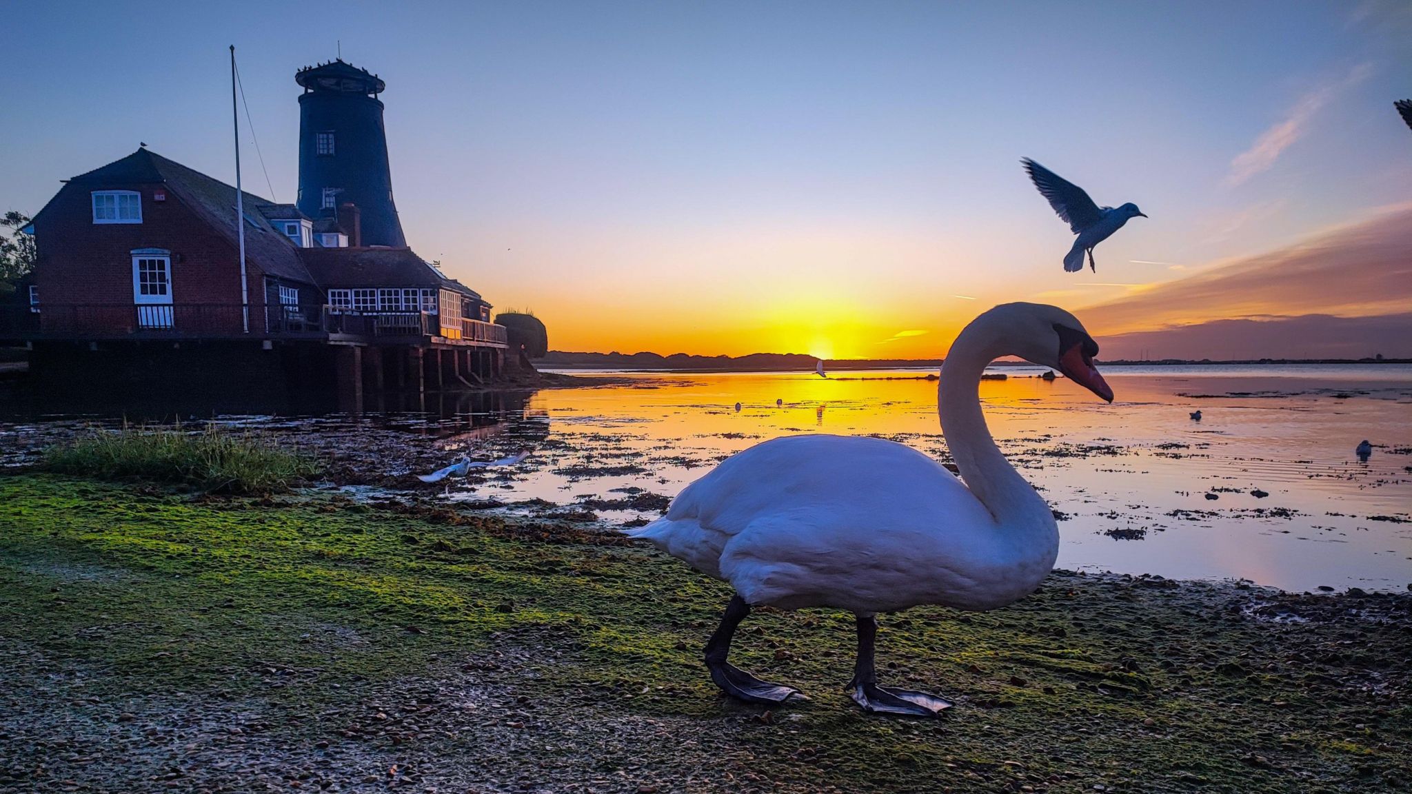 A swan walks on a beach close to water that is lit up in orange by a low sun, with a seagull just over its head and a building to its left