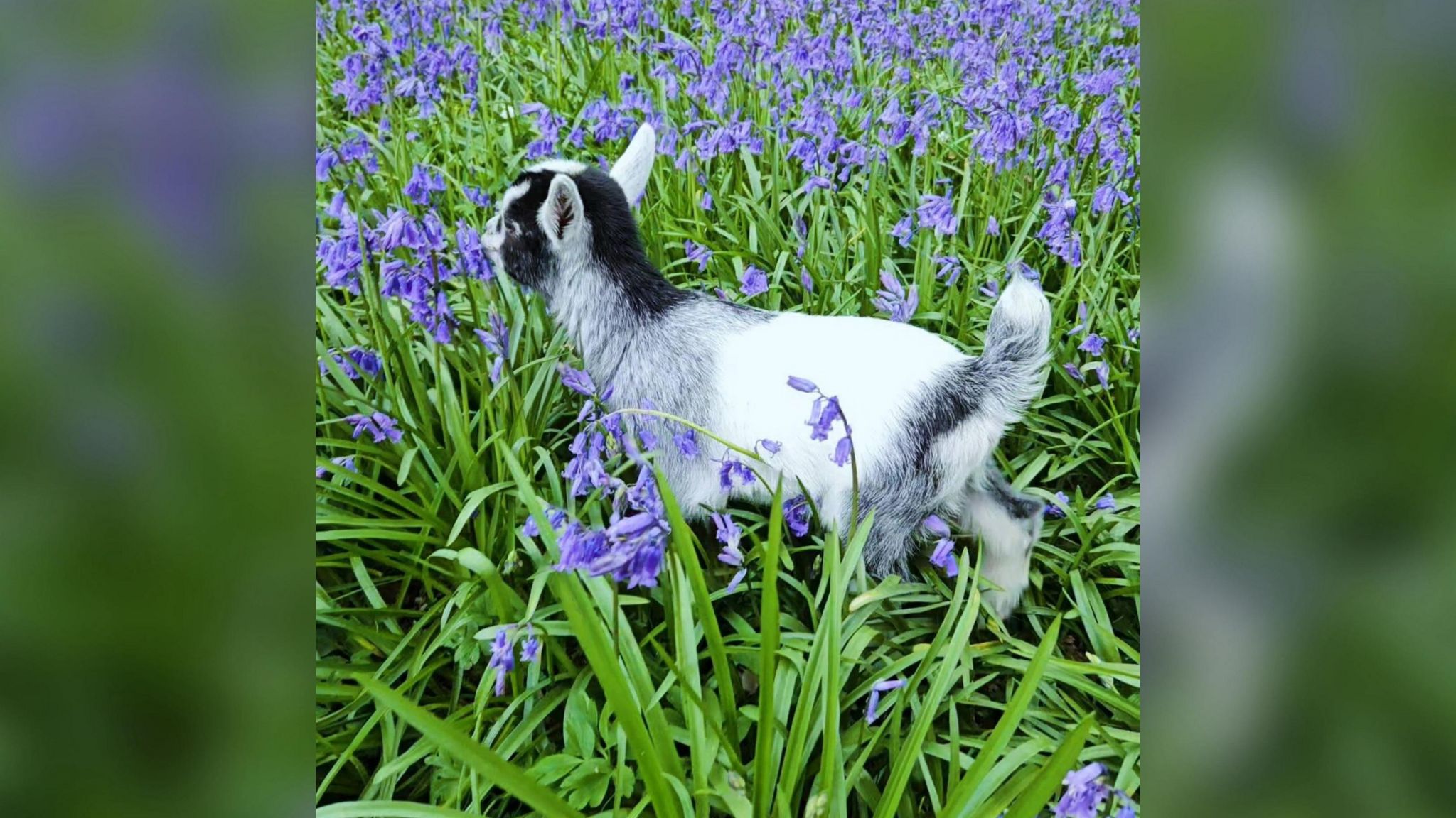 A baby pygmy goat