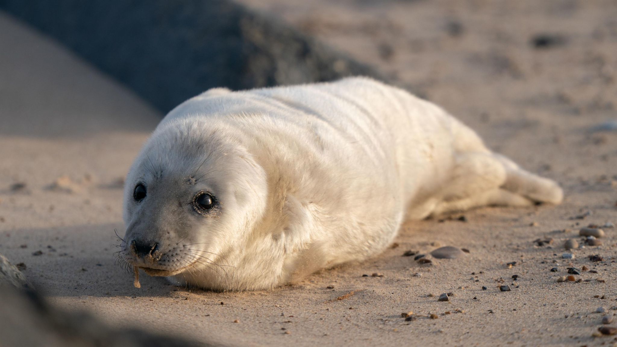 Seal pup on Horsey beach