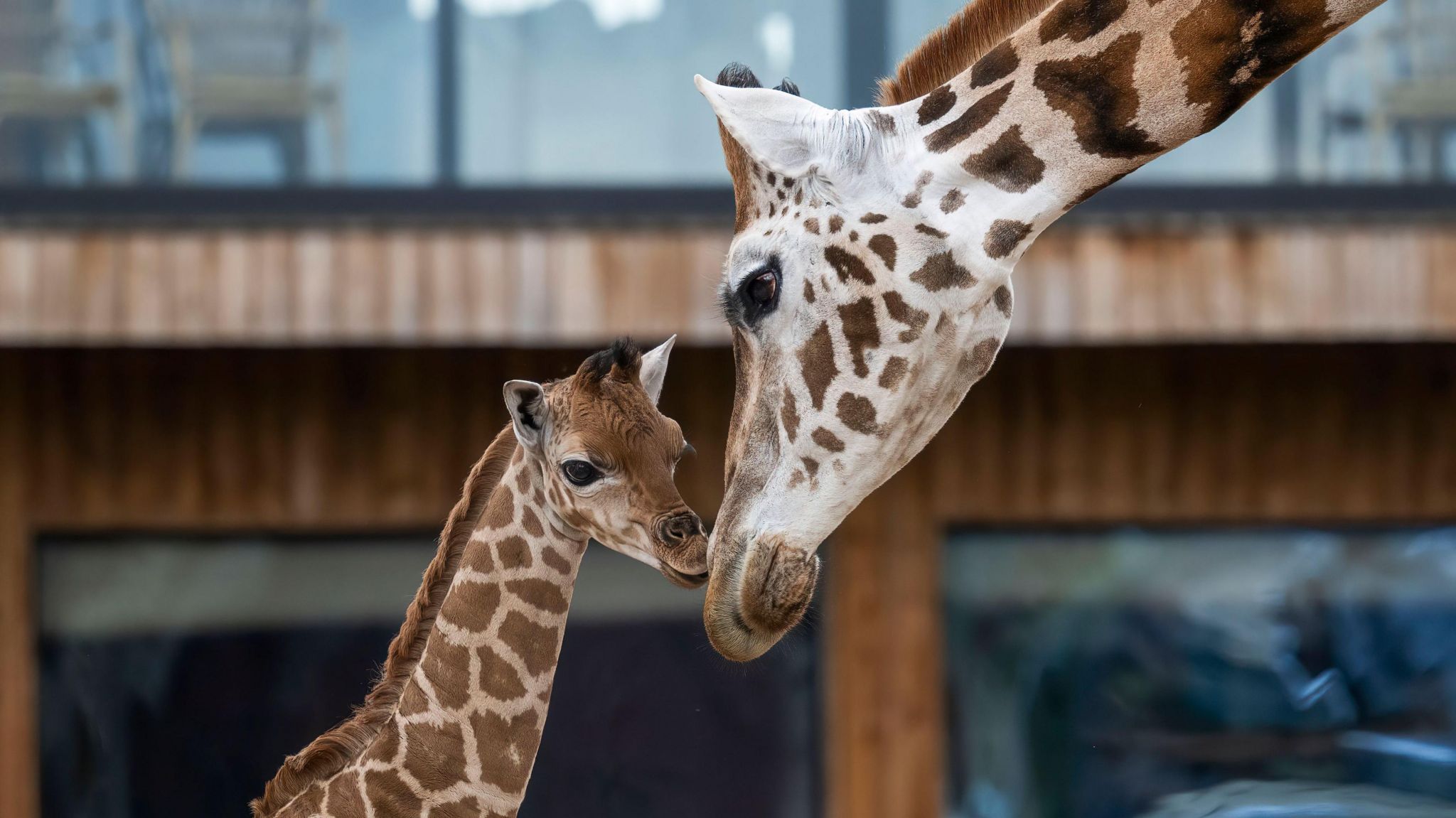 Mum and baby giraffe together in an enclosure