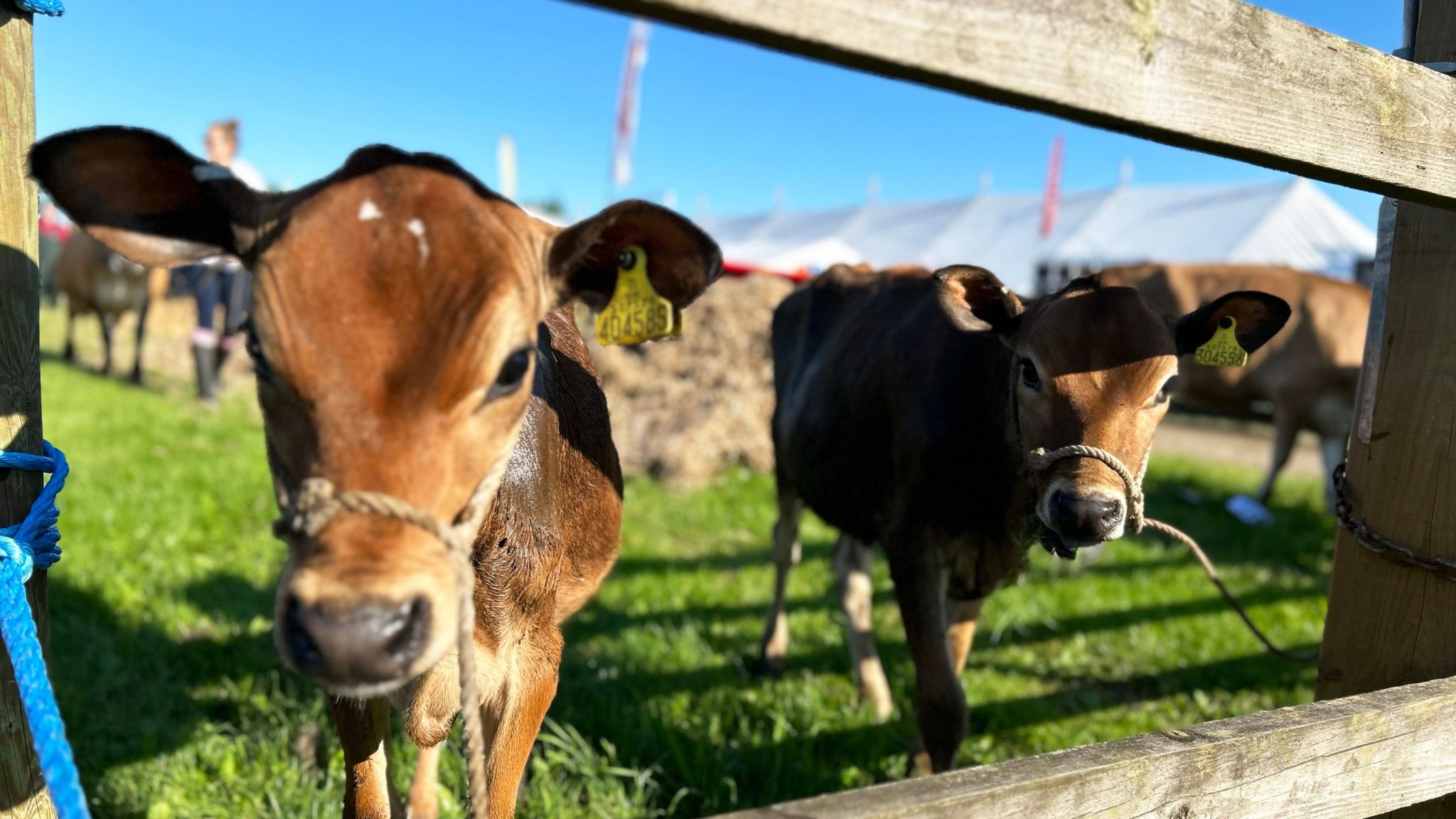 Two brown cows looking at the cameras through the bars of a wooden pen, at the Driffield Show