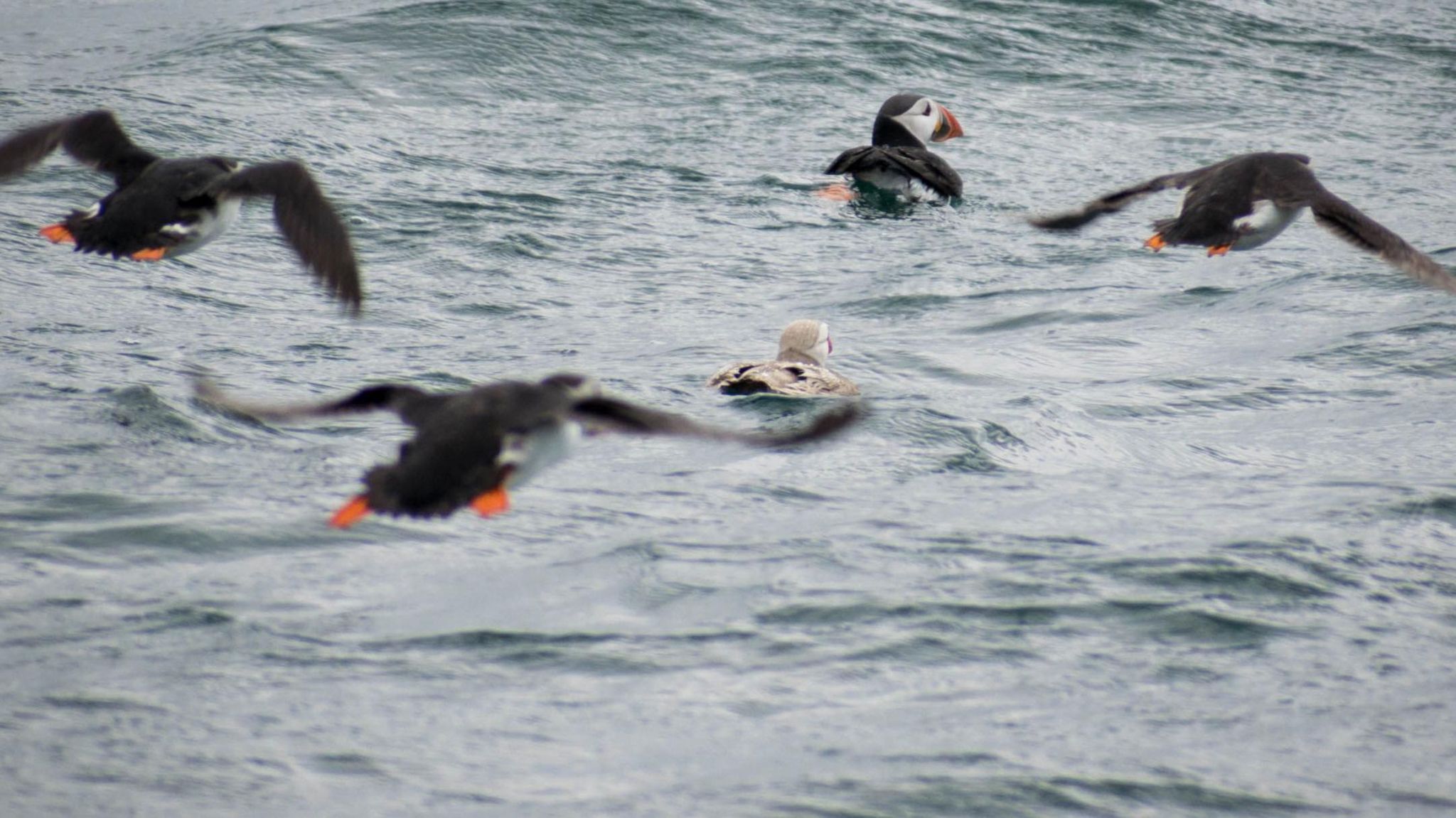 Five puffins, one with much lighter feathers in the centre of the shot