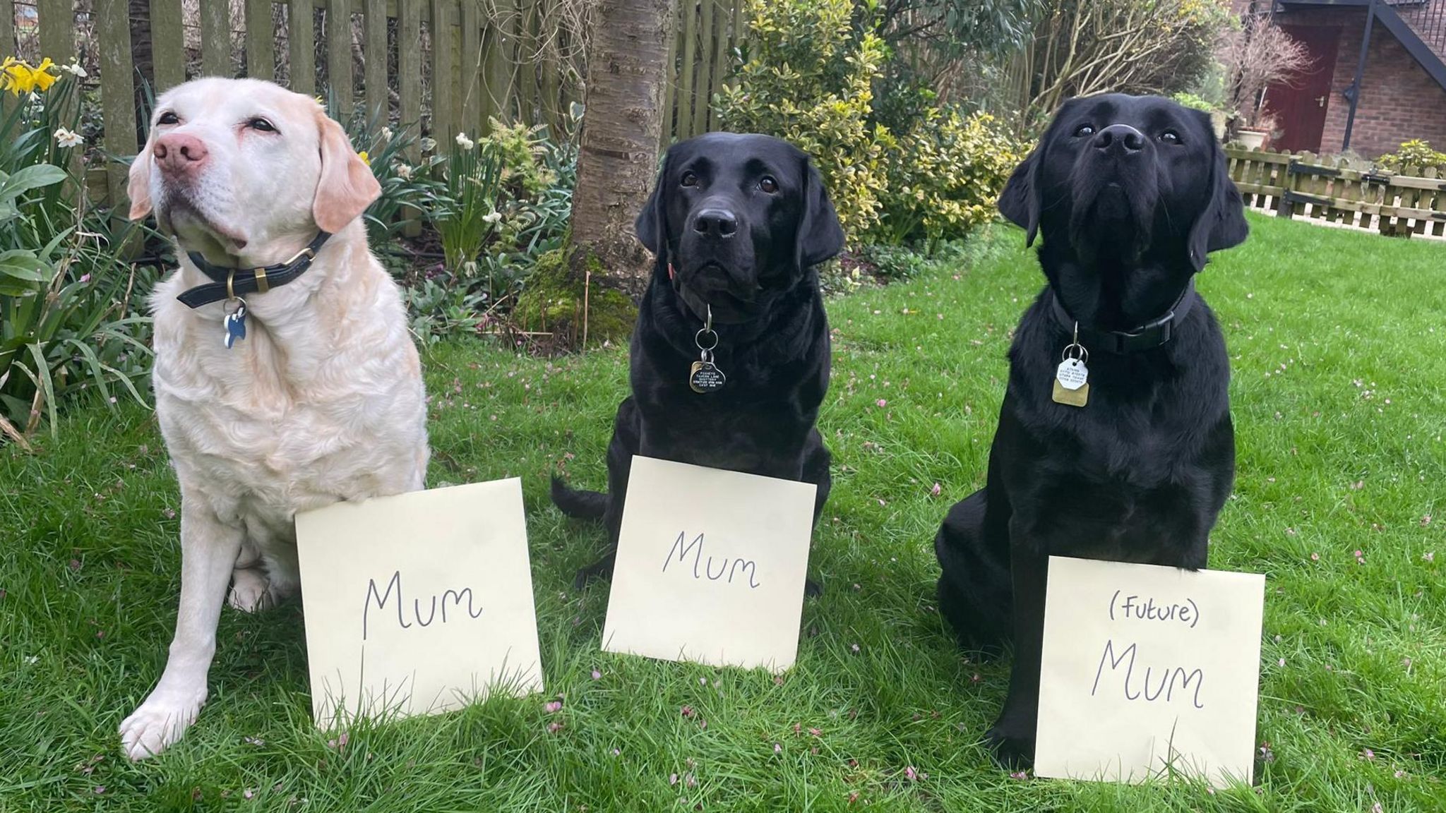 Labradors Connie, Sophie and Coco with two signs saying 'Mum' and one sign saying '(Future) Mum'