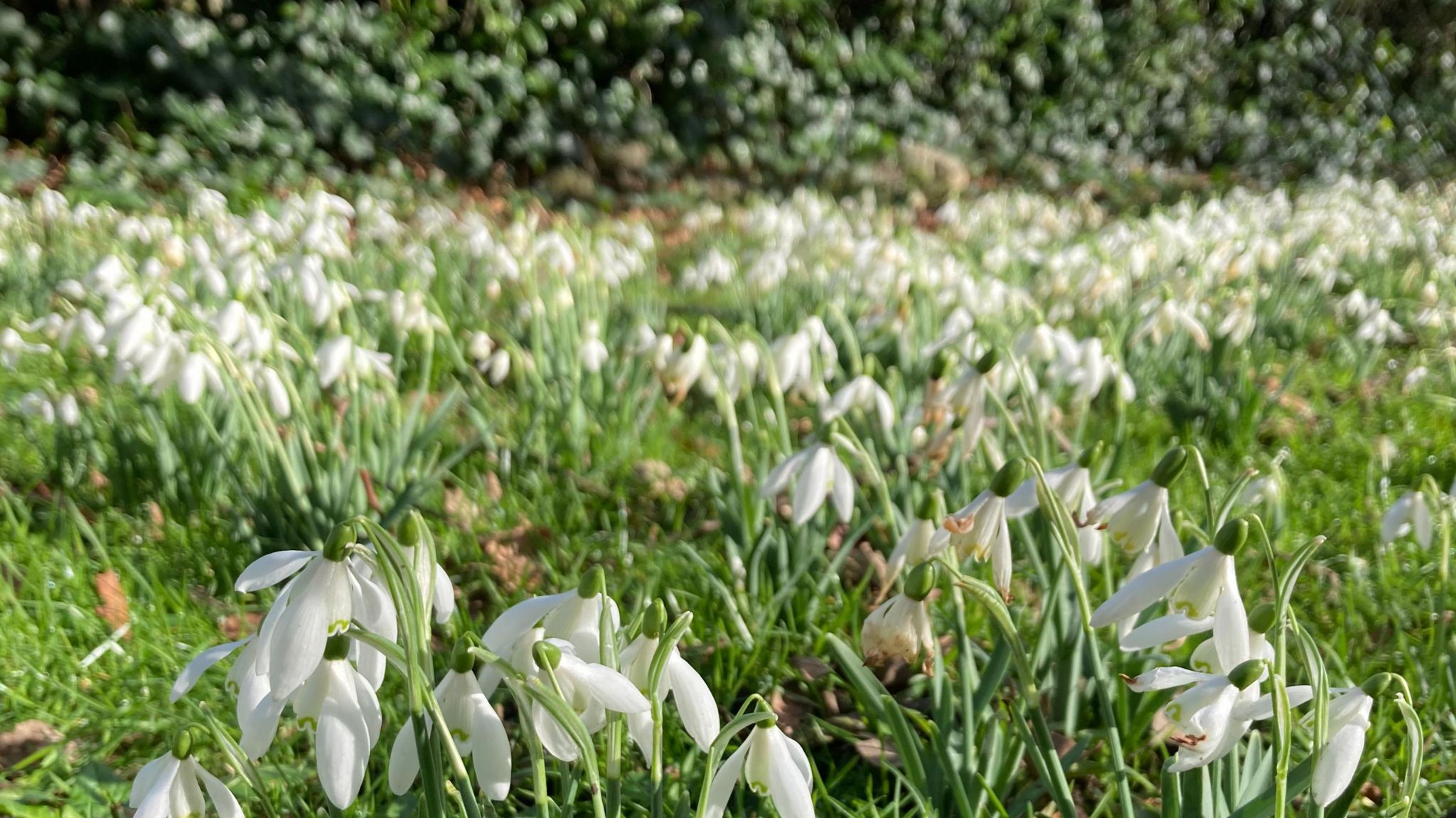 Over the years almost 500,000 snowdrop bulbs have been planted 