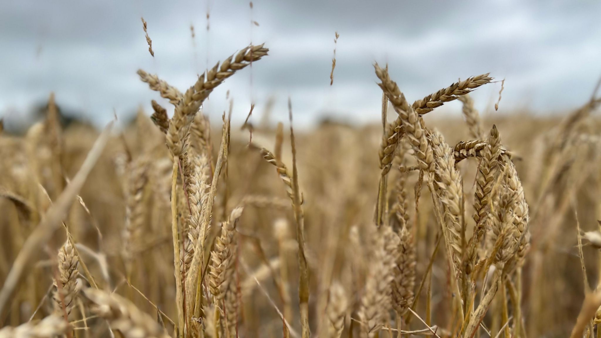 Wheat in a field