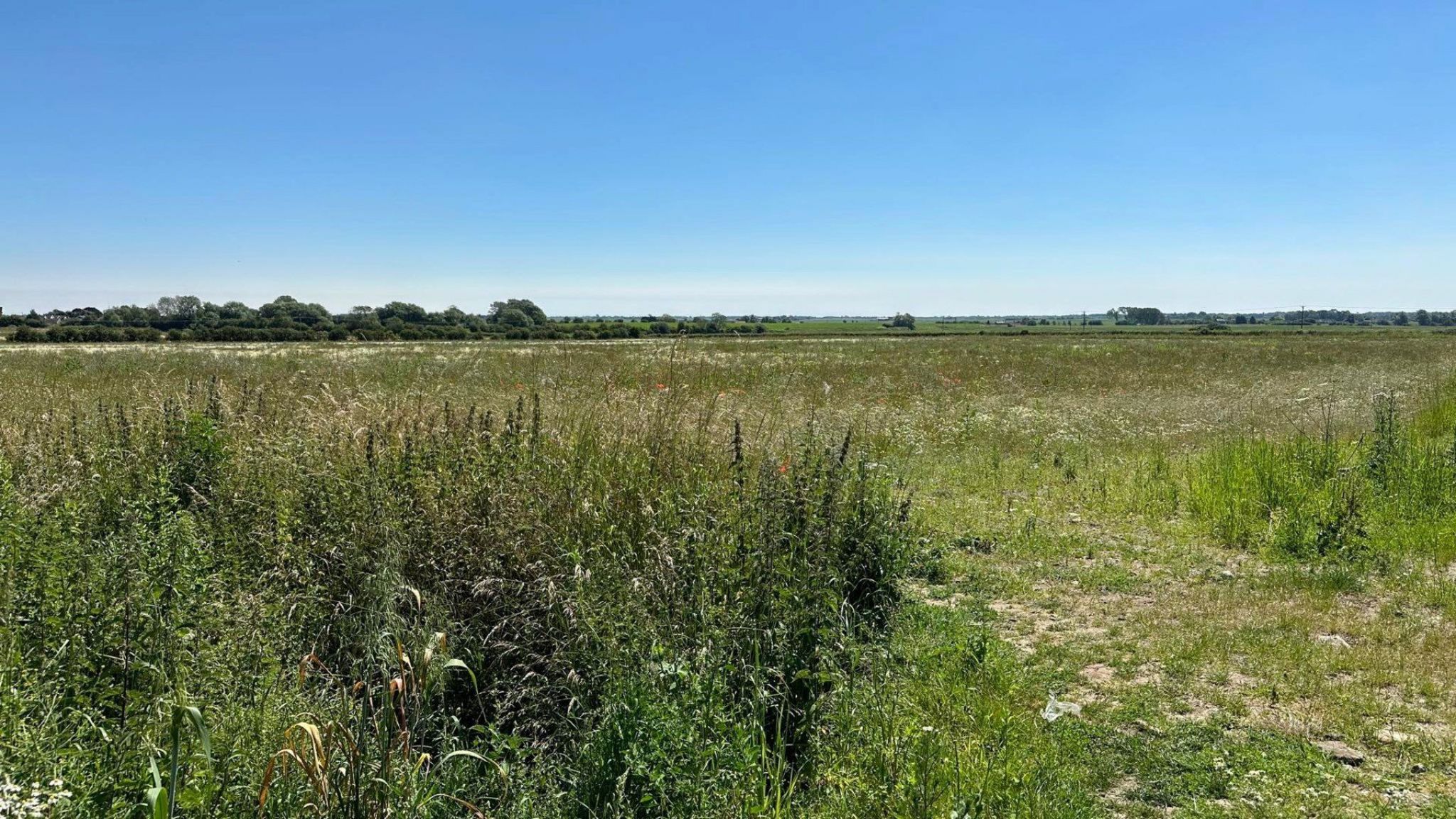 Grassland at proposed development site, off Mill Lane, Billinghay 