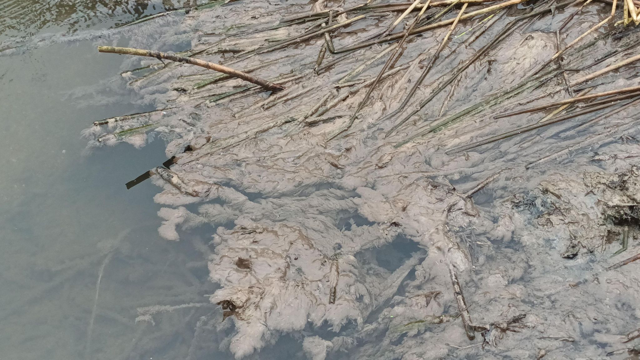 Sewage in reeds in Colwell Brook in West Oxfordshire 