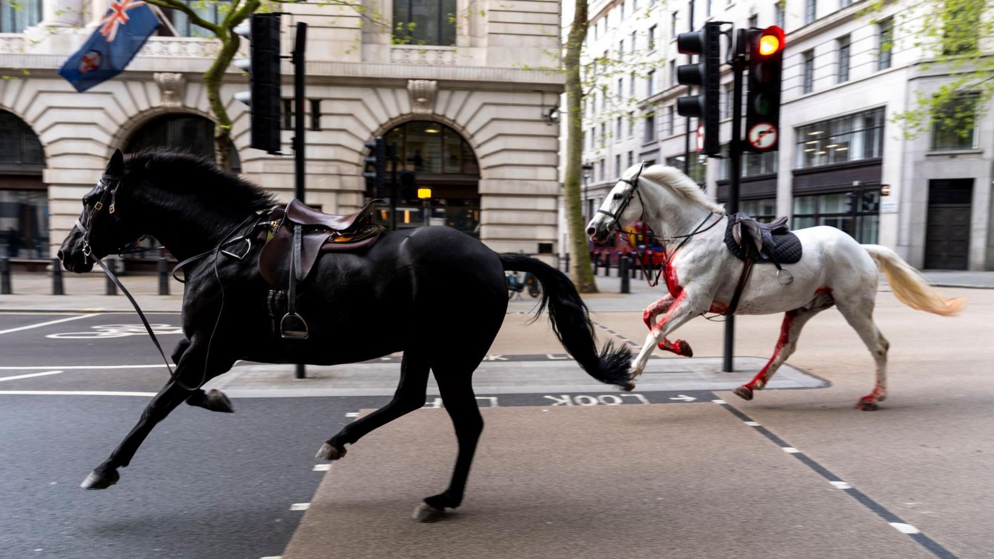 Runaway Household Cavalry horses still under full-time vet care - BBC News