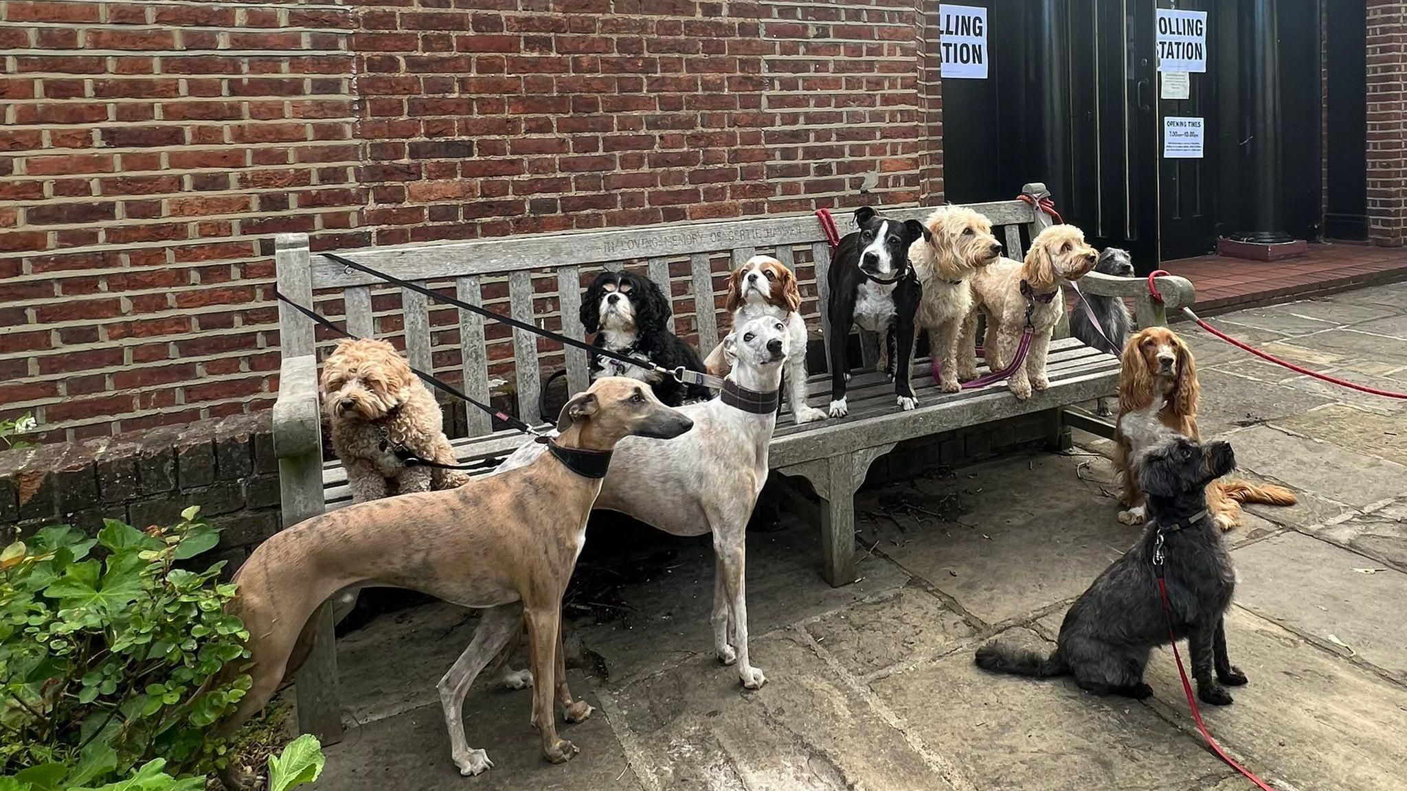 Eleven dogs outside a polling station