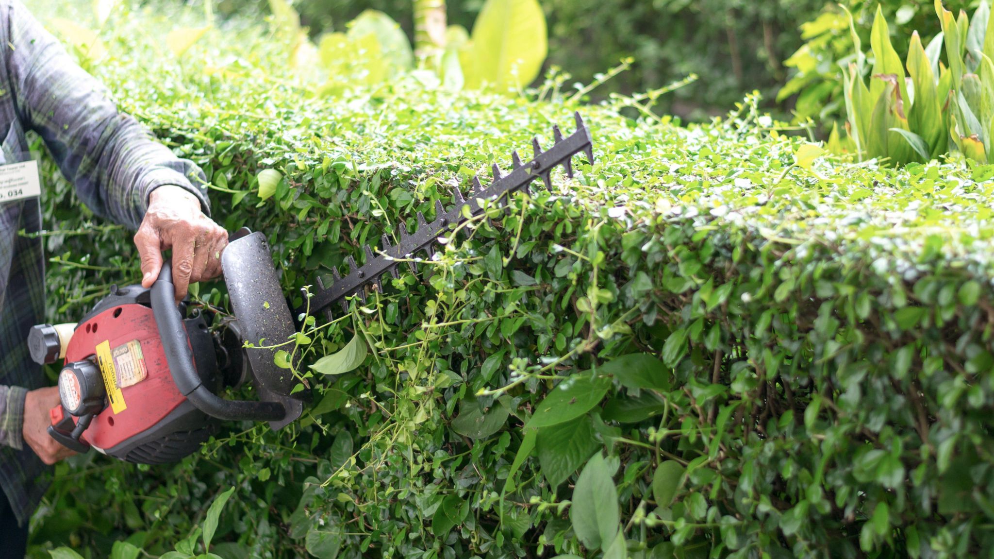 A gardener using an electric hedge trimmer.