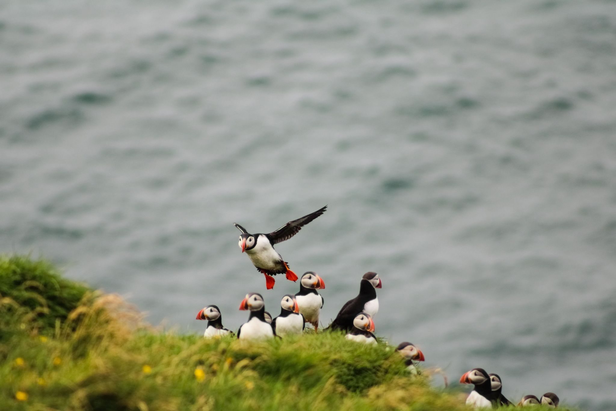 Puffins on a cliff edge