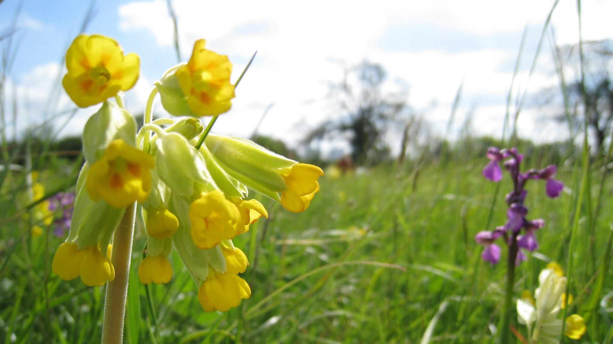 Cowslip and green-winged orchid at Ashtons Meadow on a sunny day