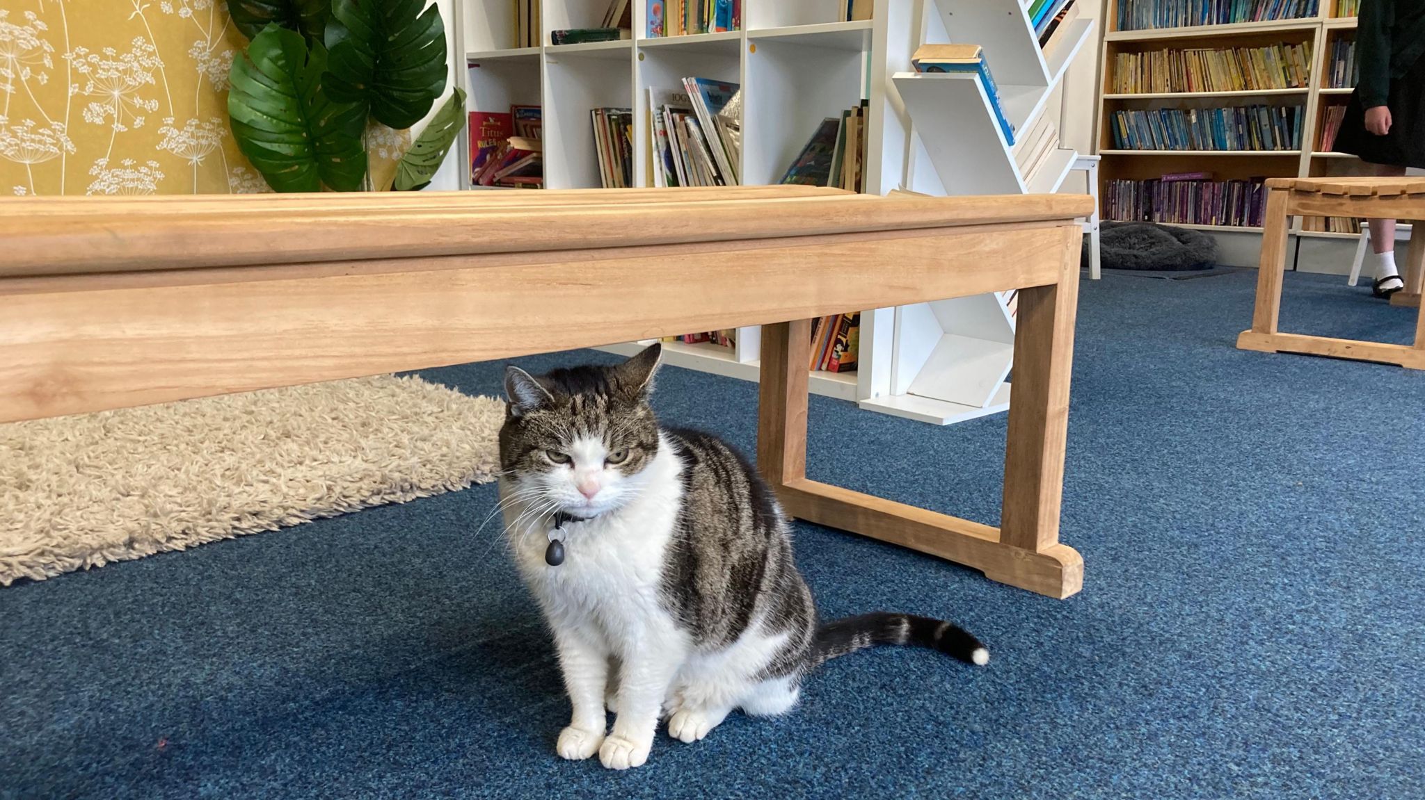 Cilla the cat in the library