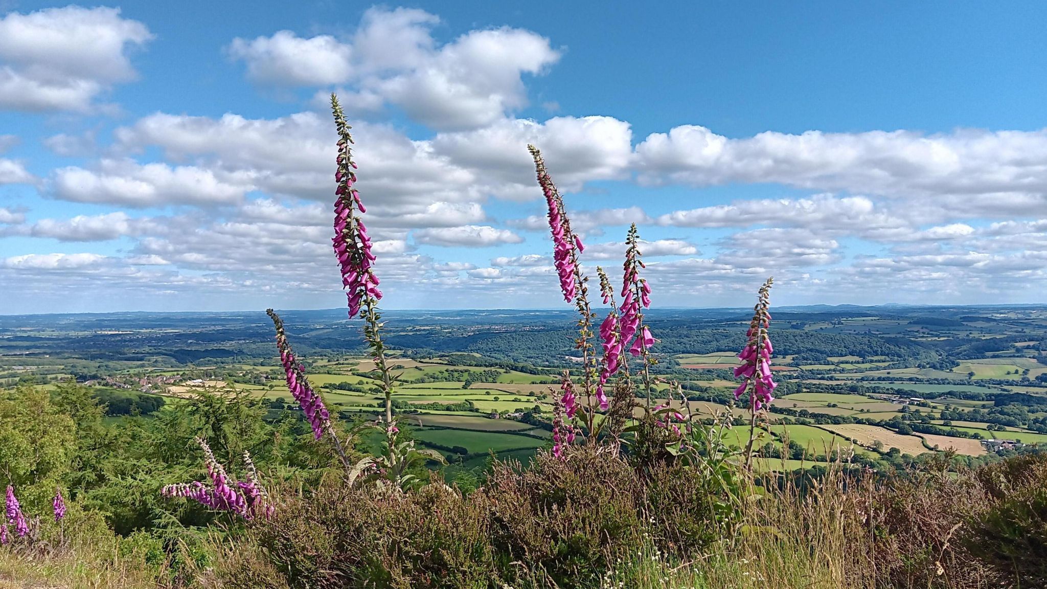 Foxgloves on The Wrekin hill in Shropshire. About a dozen of them with opened pink flowers can be seen in front of a vista showing green fields in the distance