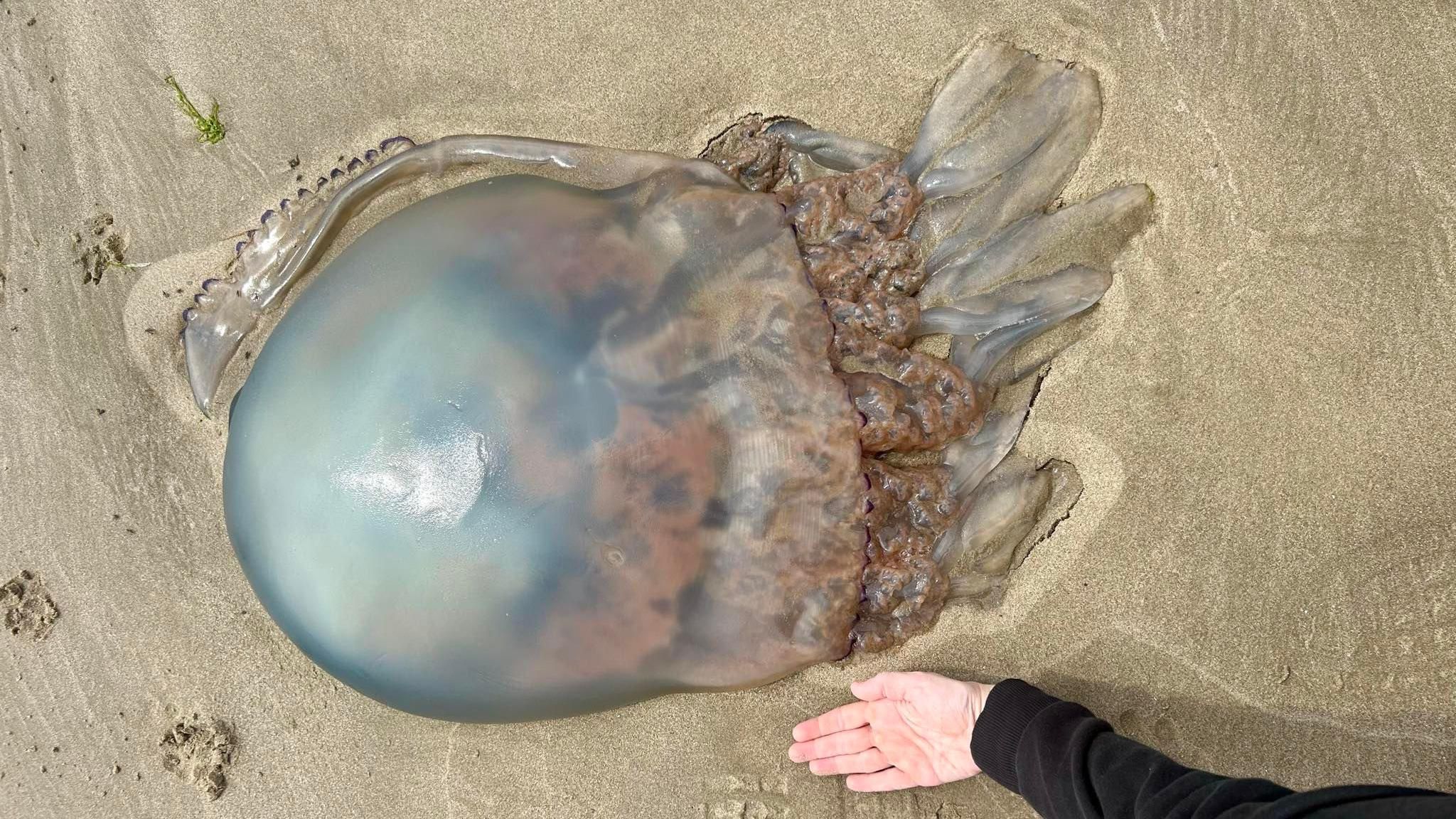 A washed-up barrel jellyfish