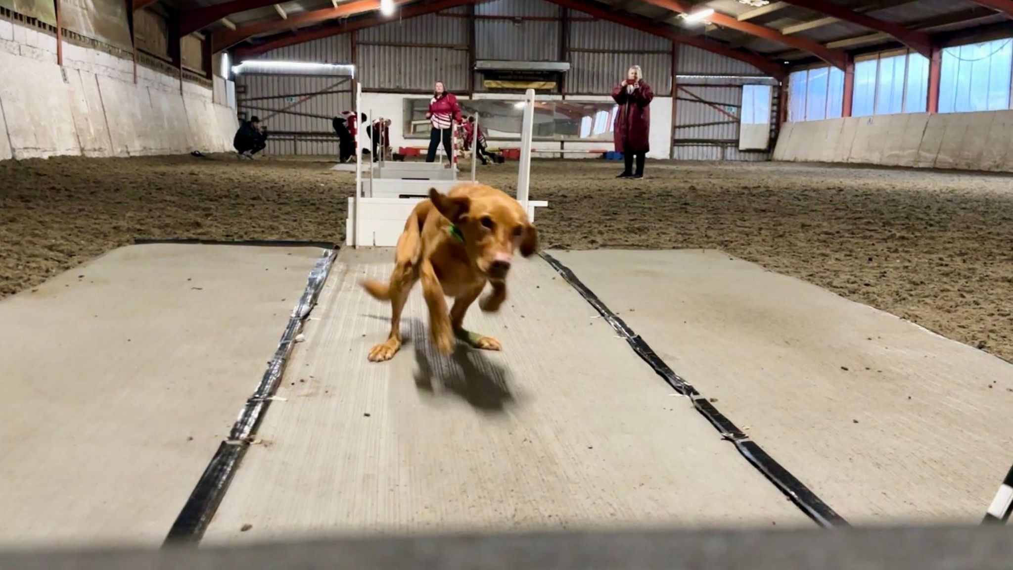 Moose, the Labrador, jumping over flyball boxes 