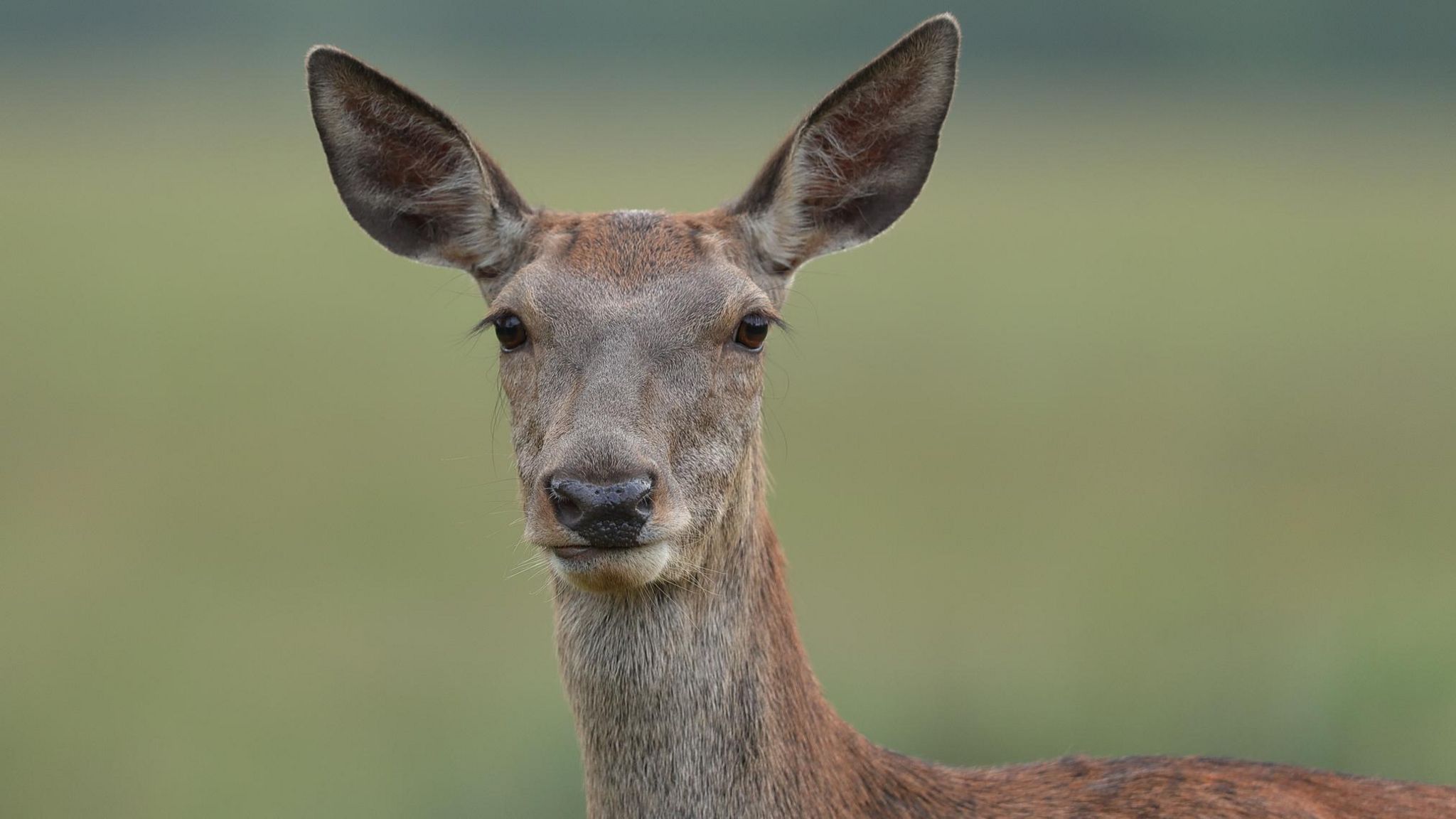 Cull of female deer 'to protect millions of trees' - BBC News
