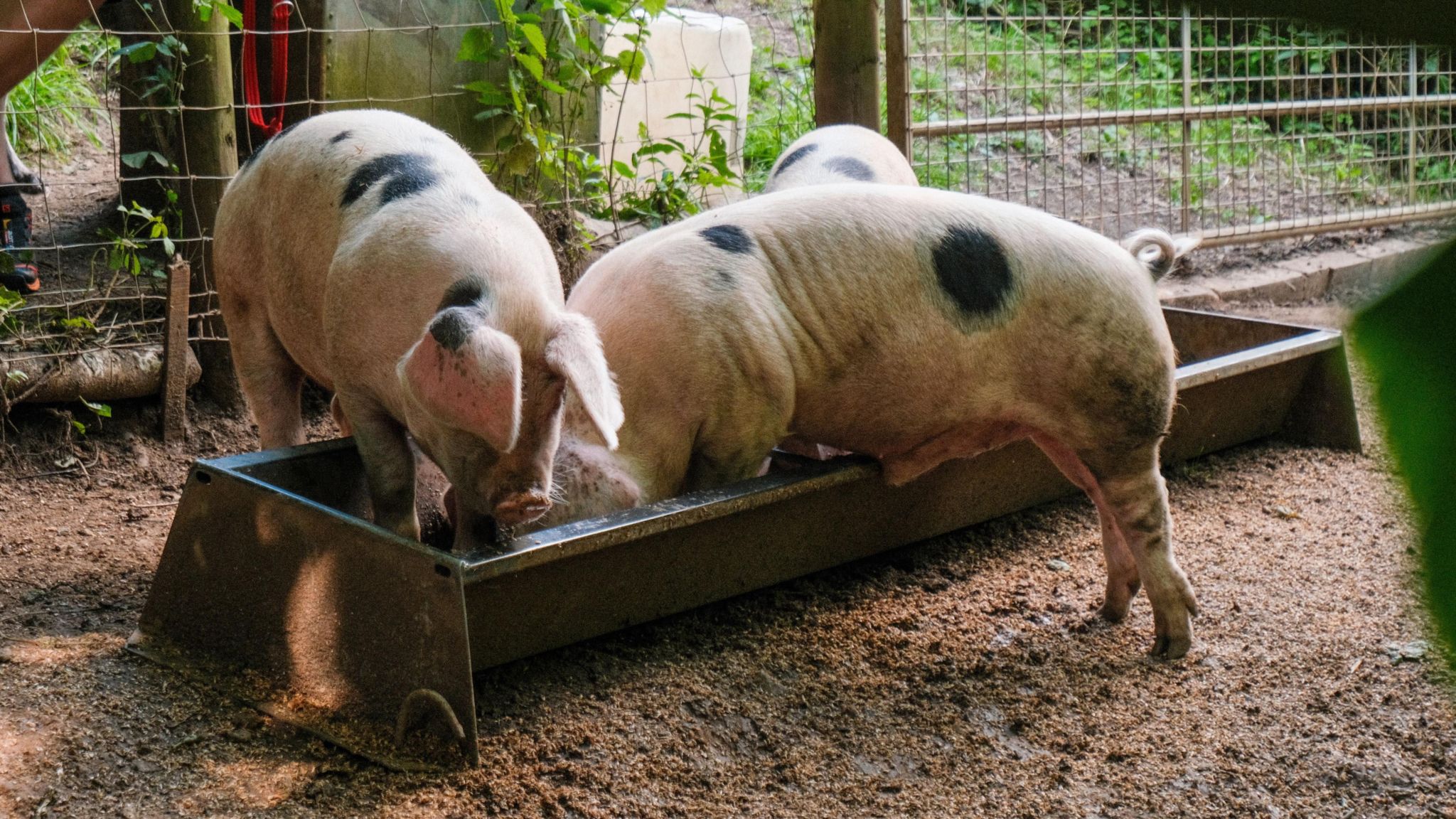 Two Gloucester Old Spot pigs eating food out of a trough 