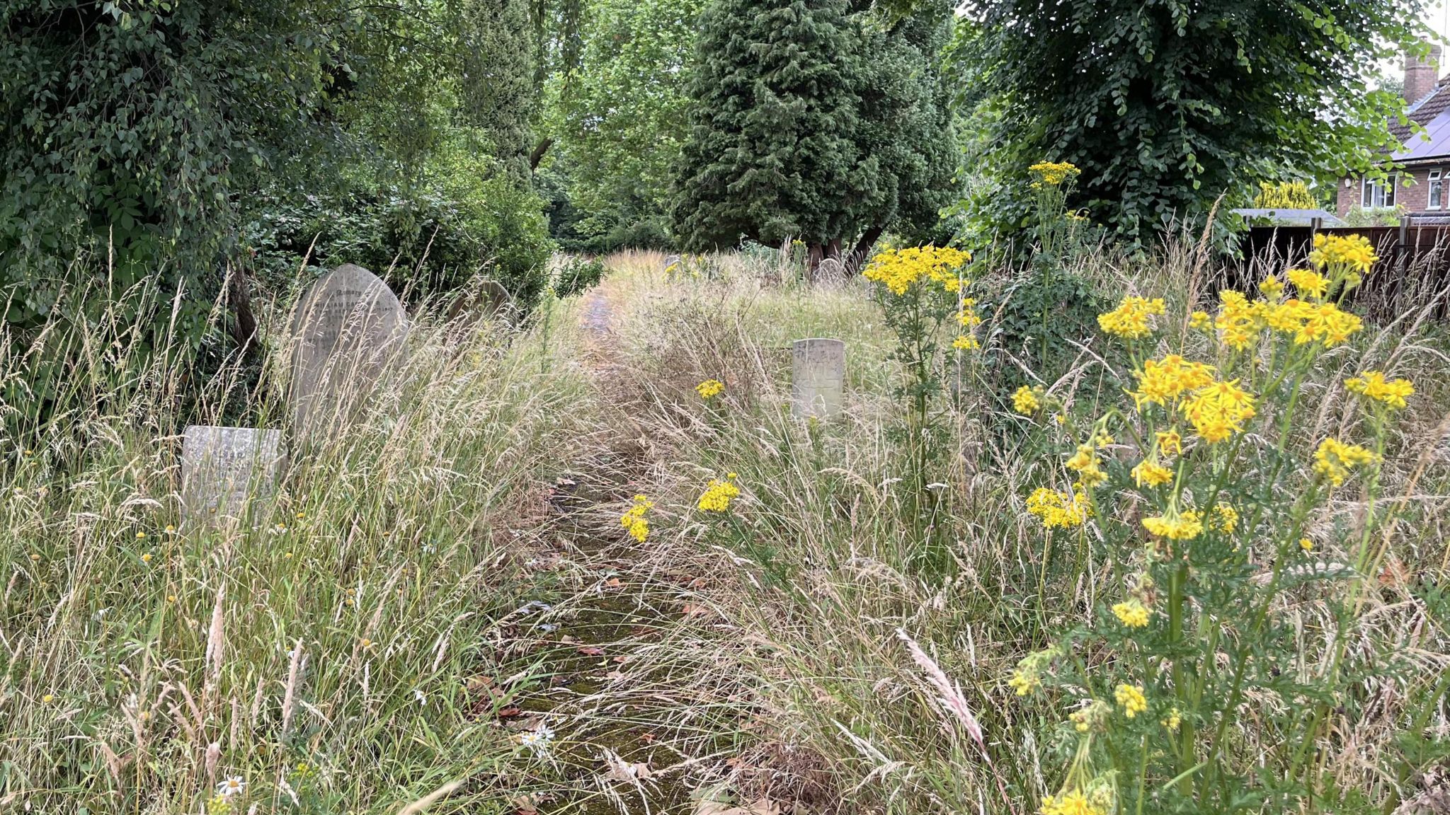 Long grass overgrowing the path and gravestones