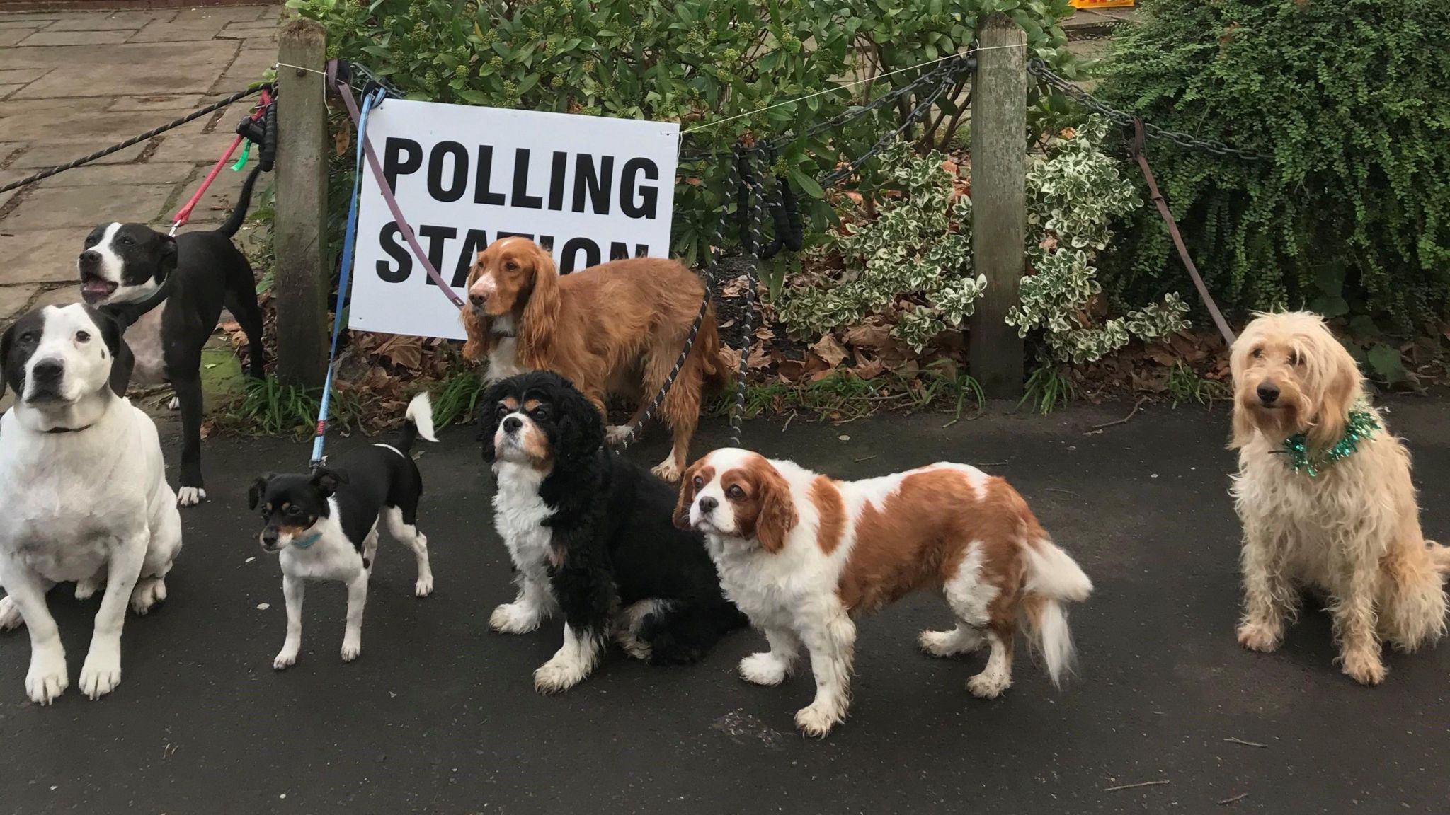 Seven dogs outside a polling station