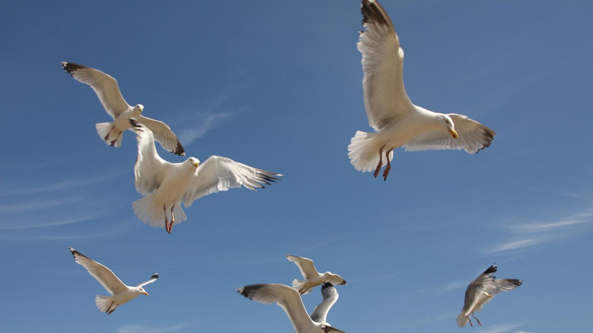 Seagulls in flight in Folkestone